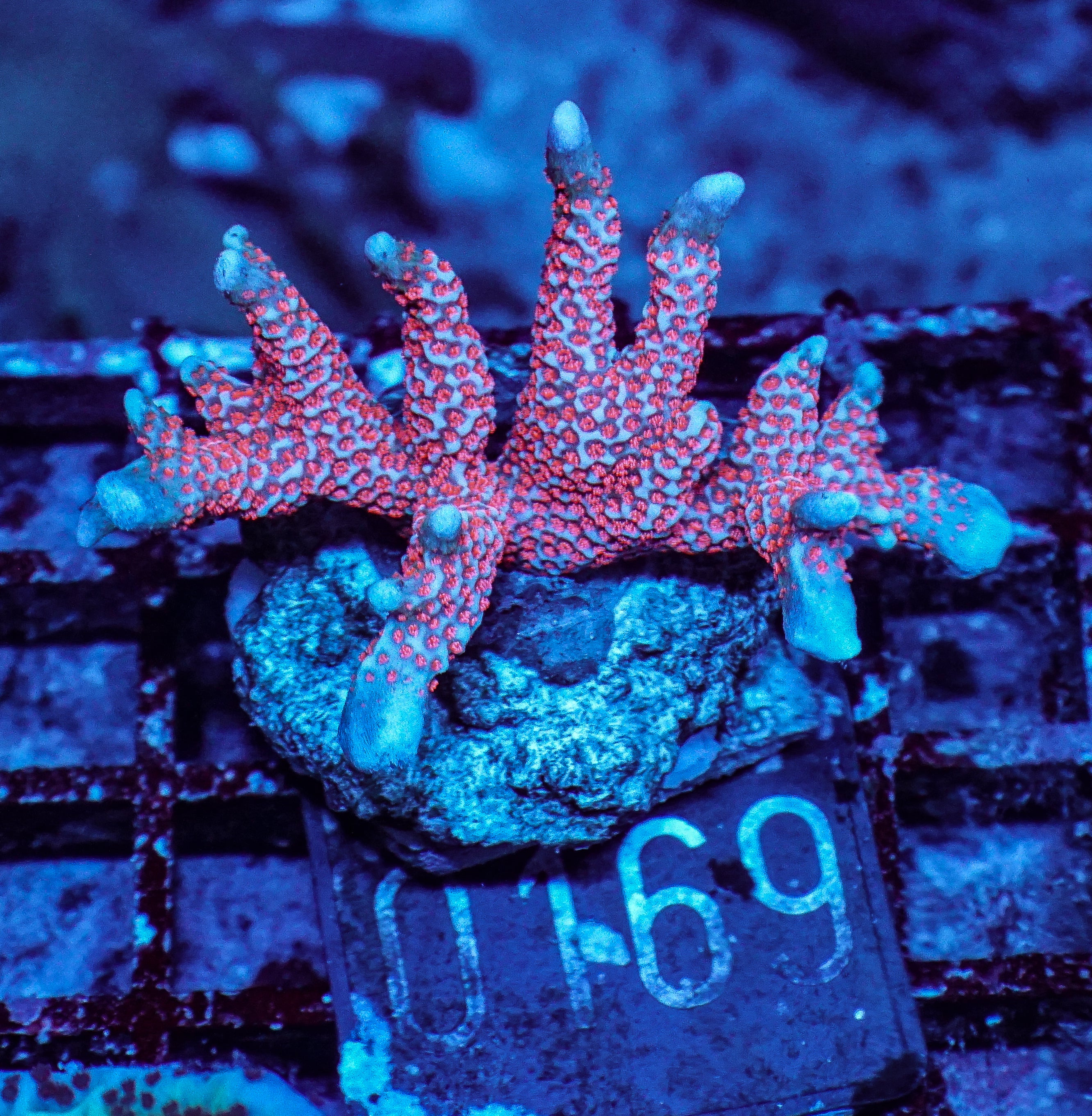 Montipora samarensis