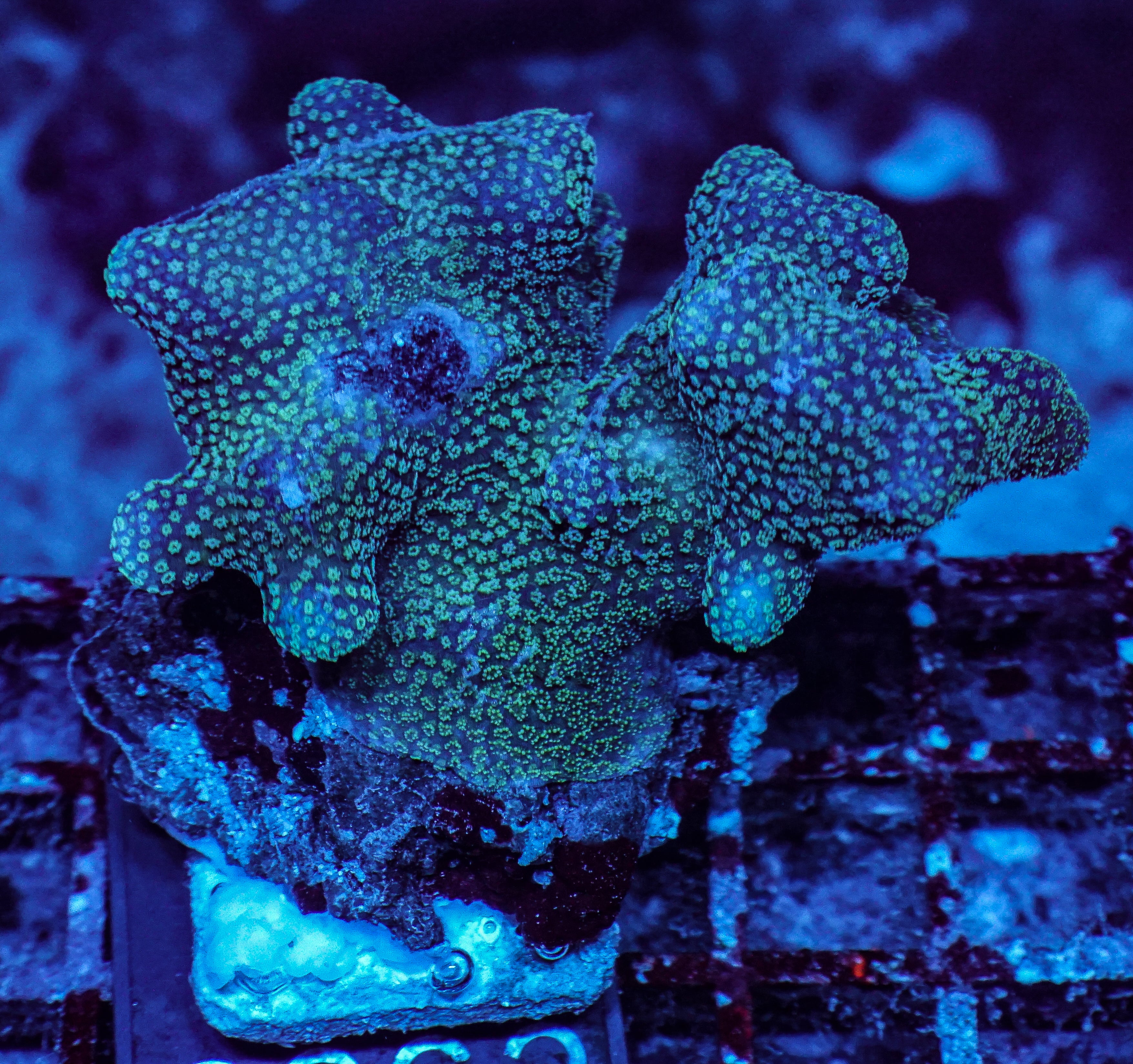 Stylophora pistillata "pink"