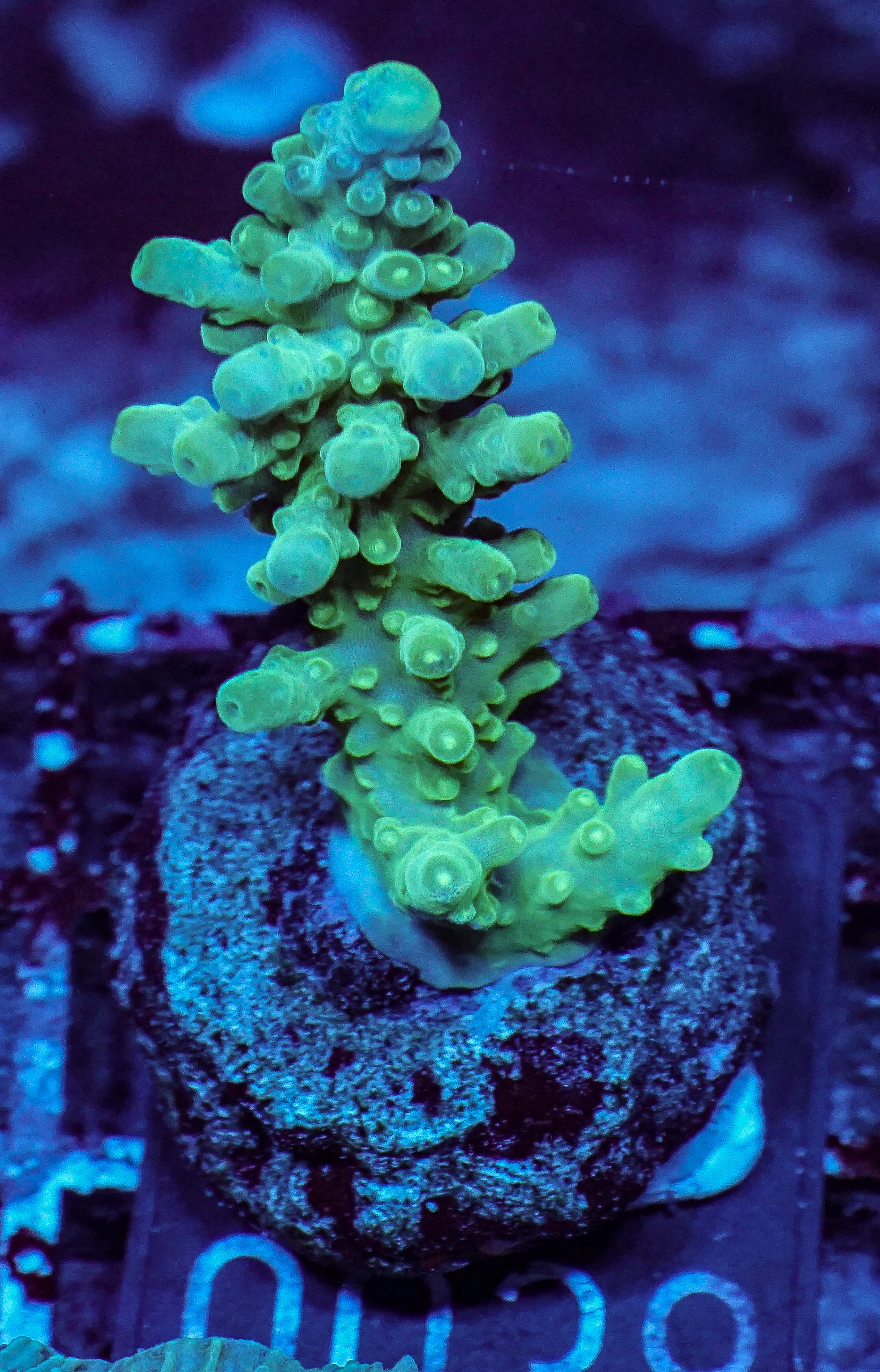 Acropora austera “golden age”