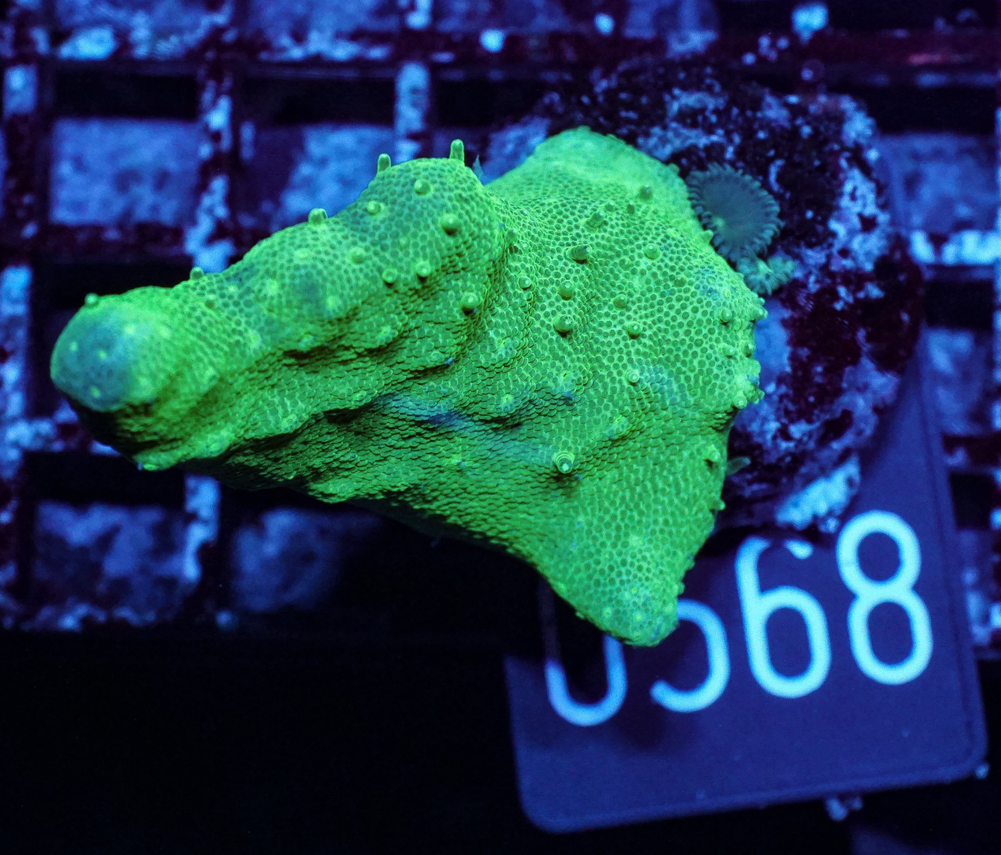 Lobophytum sp. "green"