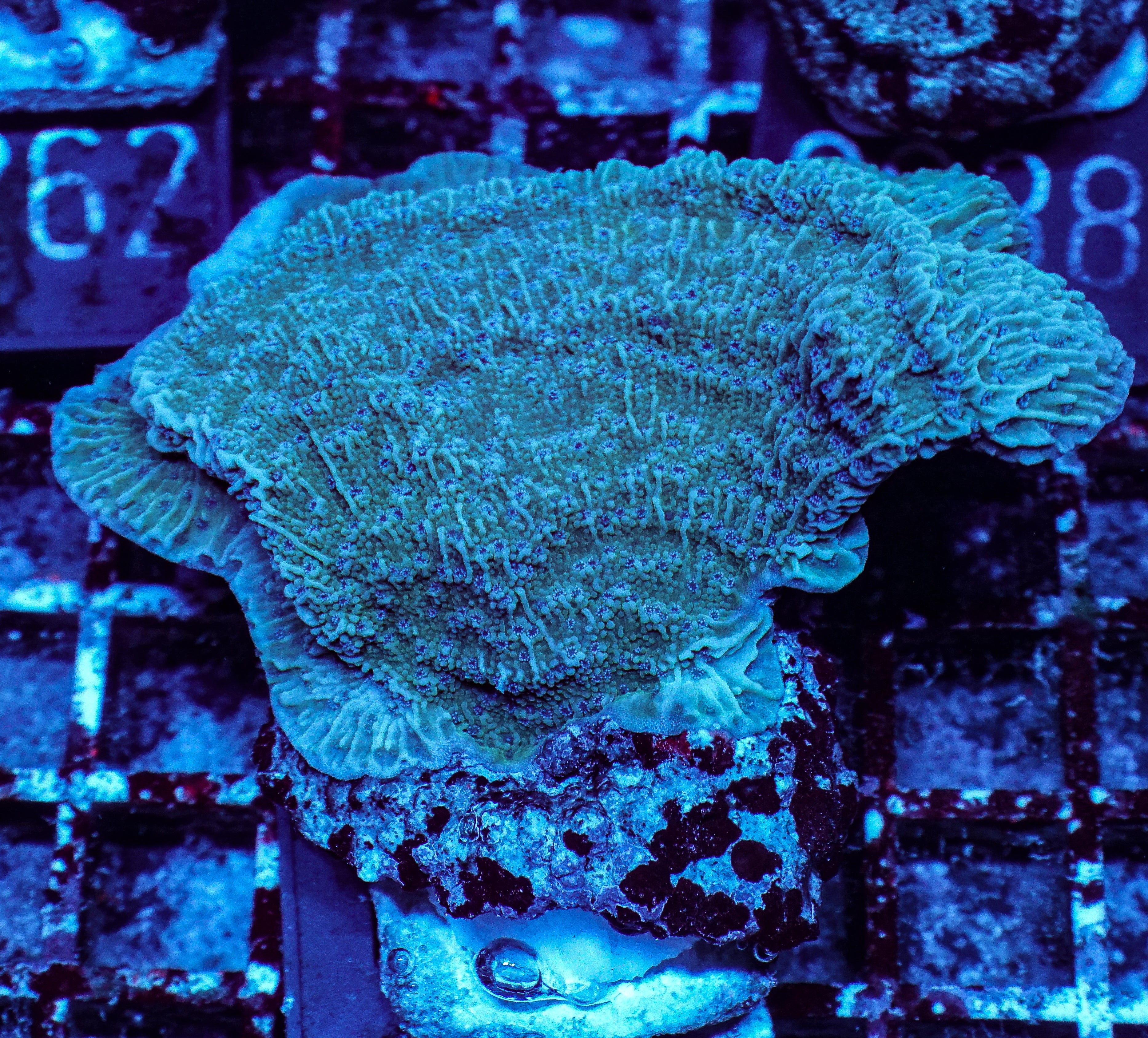 Montipora sp. purple