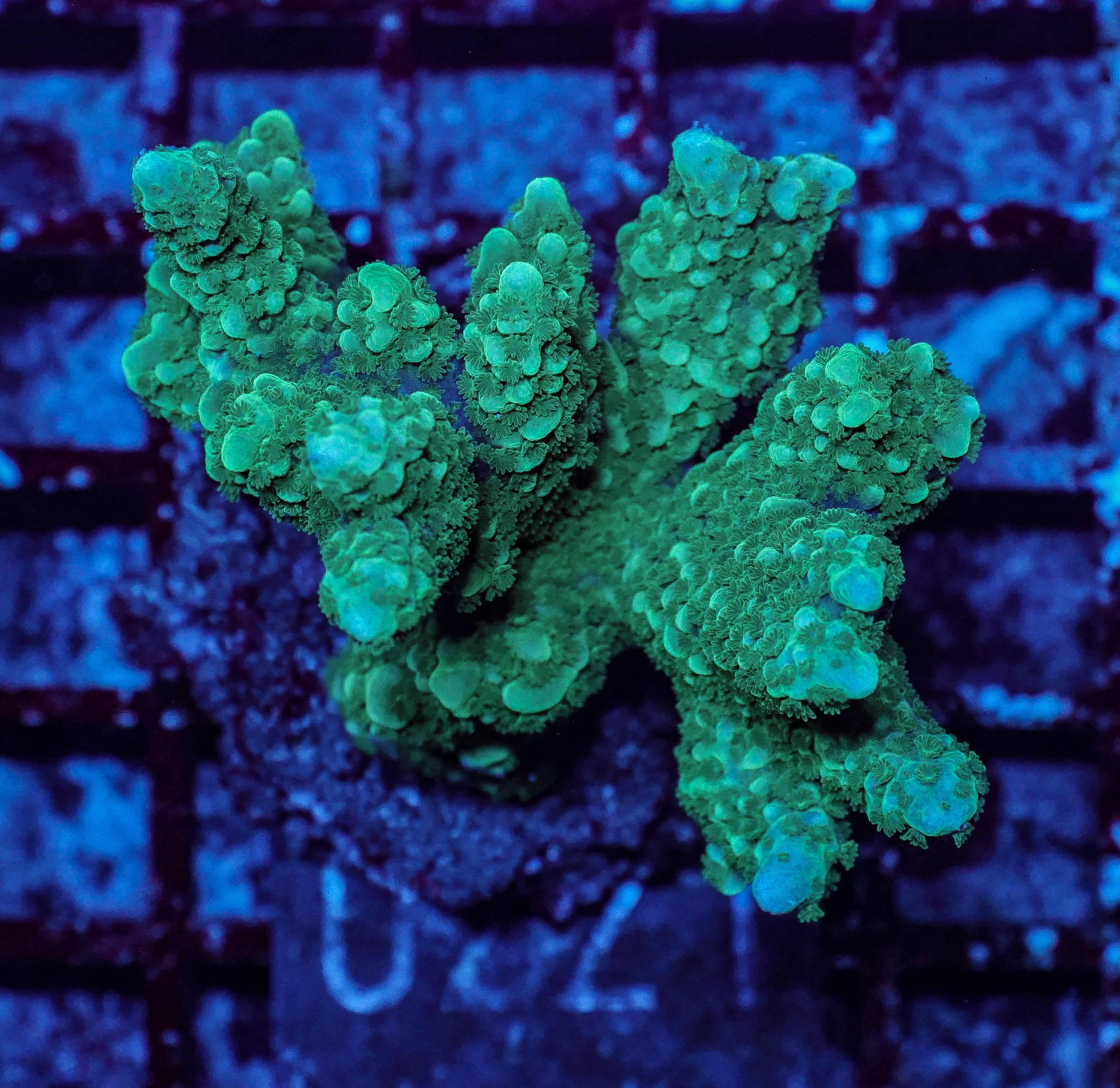 Montipora capitata
