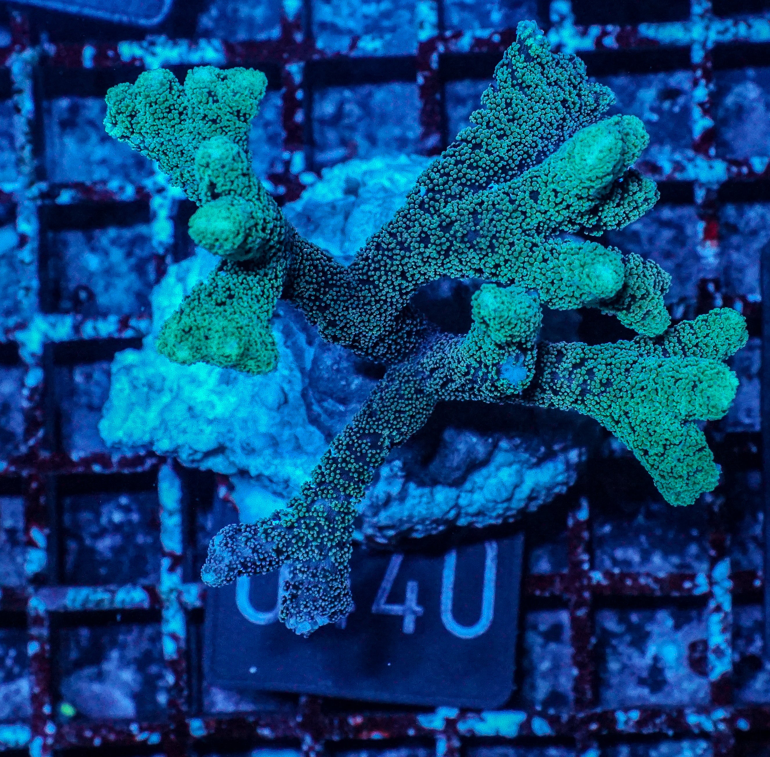 Seriatopora caliendrum "bicolor"