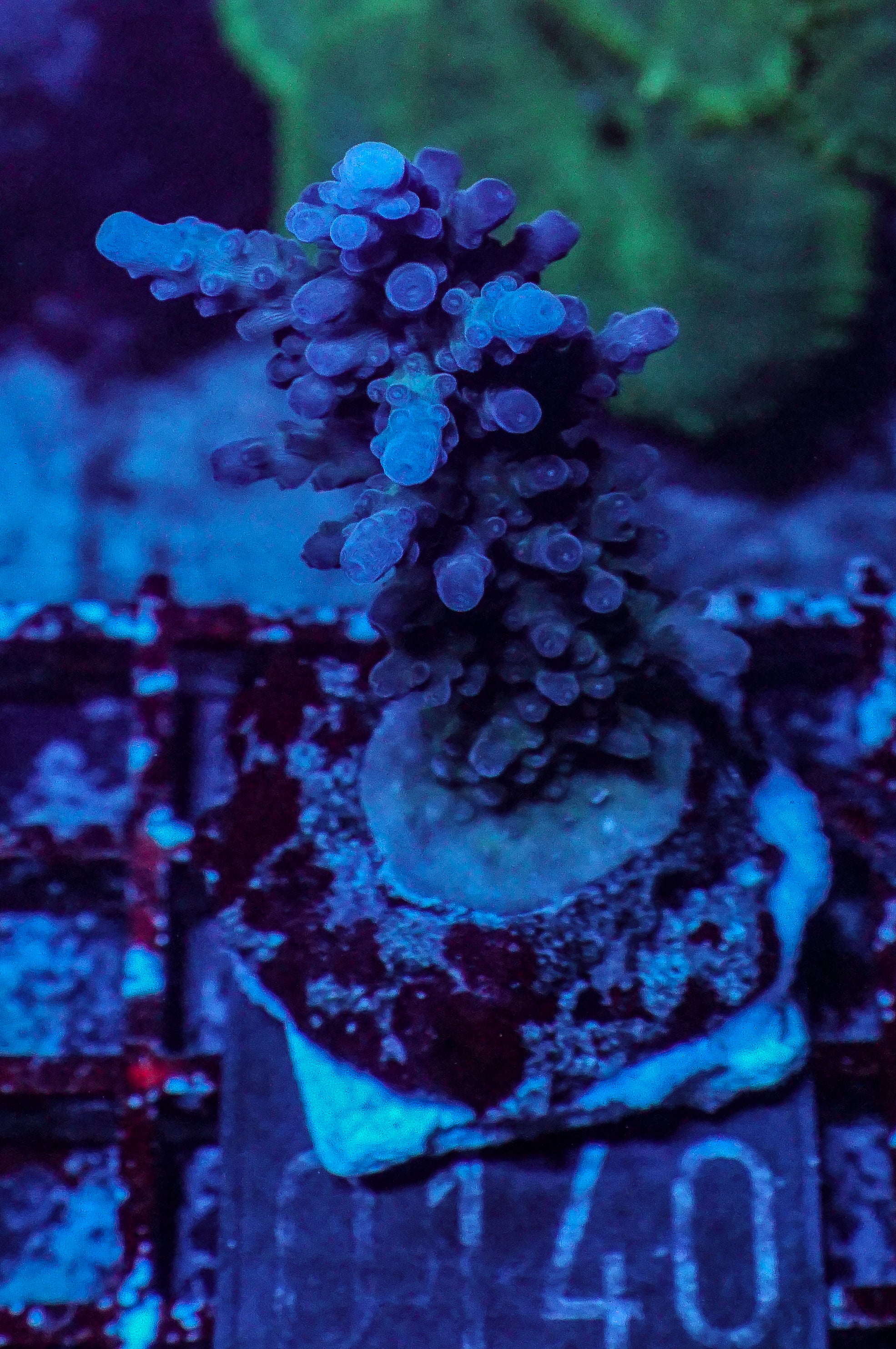 Acropora rufus „miyagi“