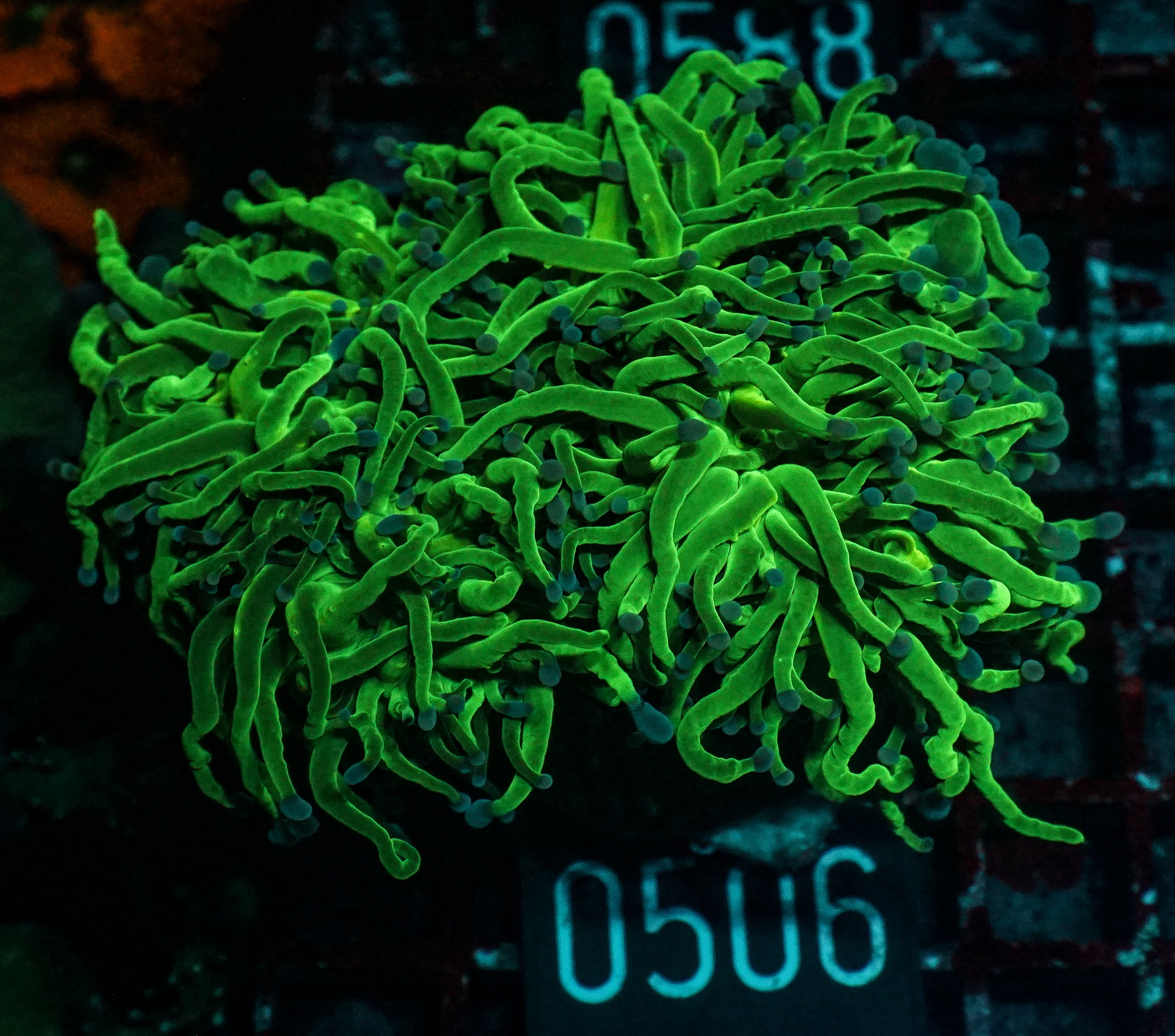 Euphyllia glabrescens "toxic green"