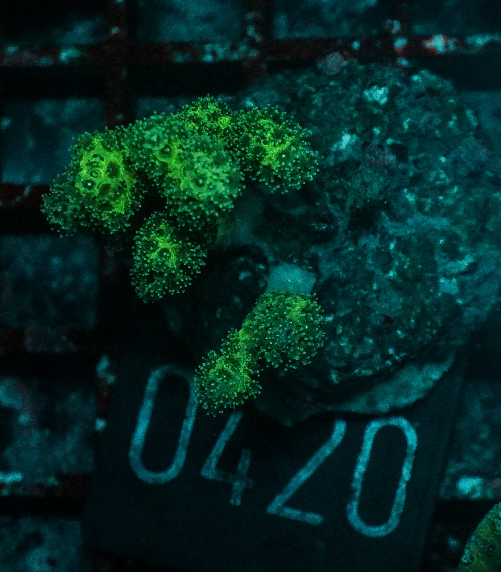 Pocillopora damicornis "gold"