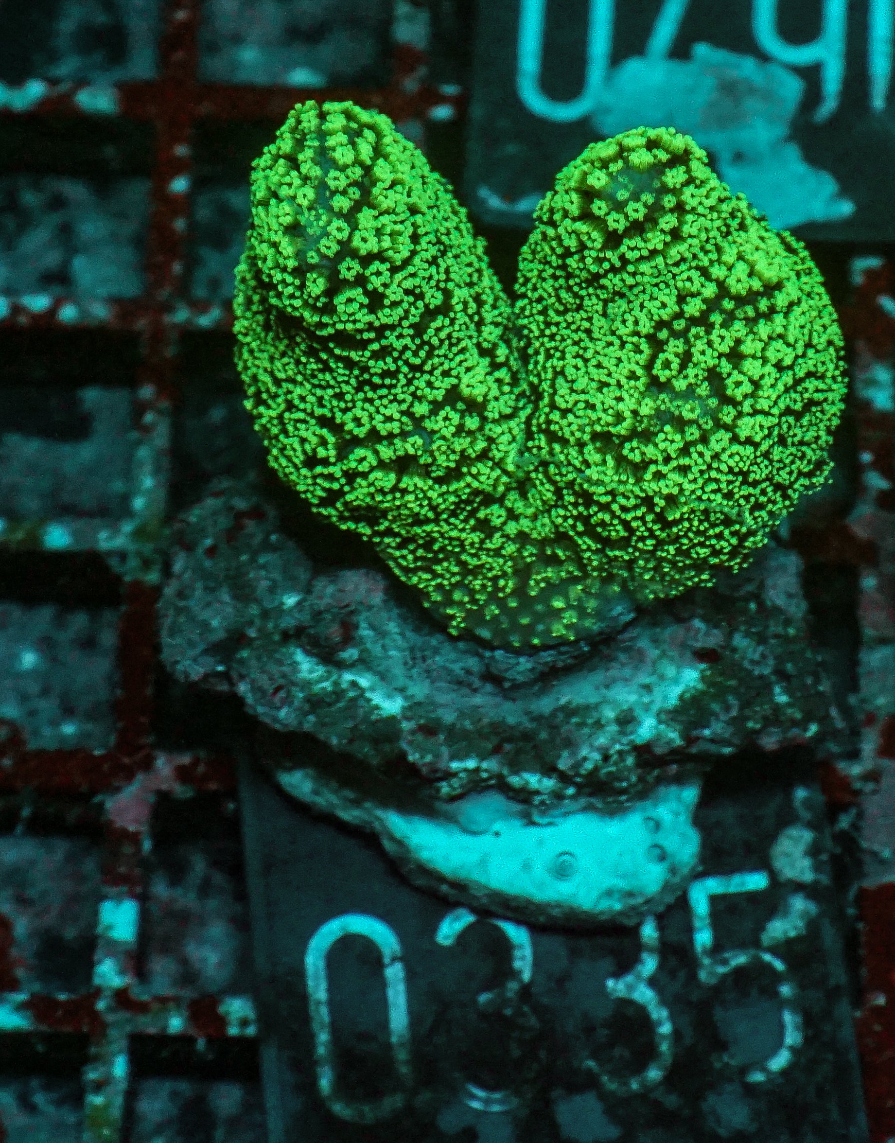 Stylophora pistillata "green"