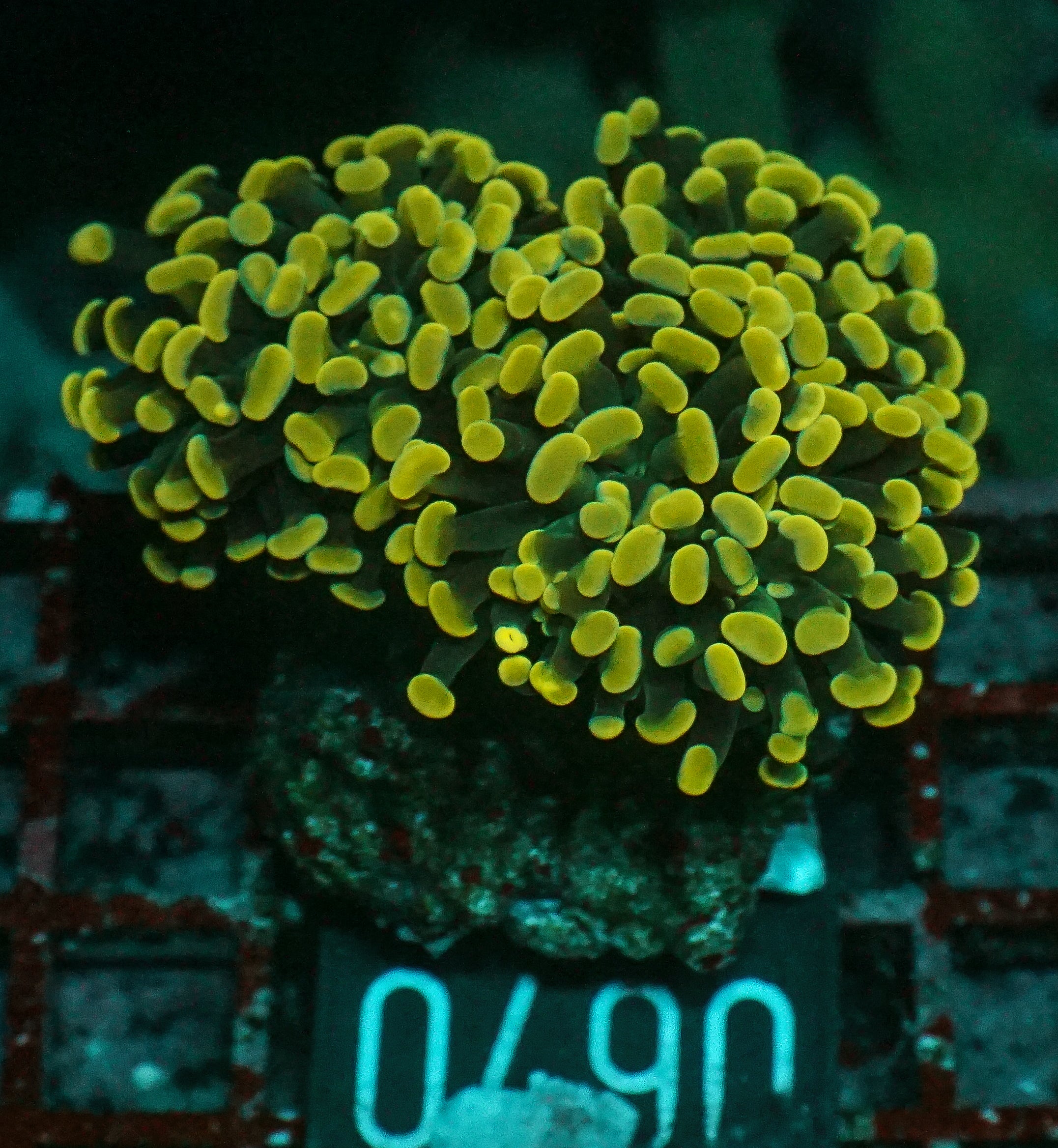 Euphyllia/Fimbriaphyllia paraancora "golden nugget" ultra