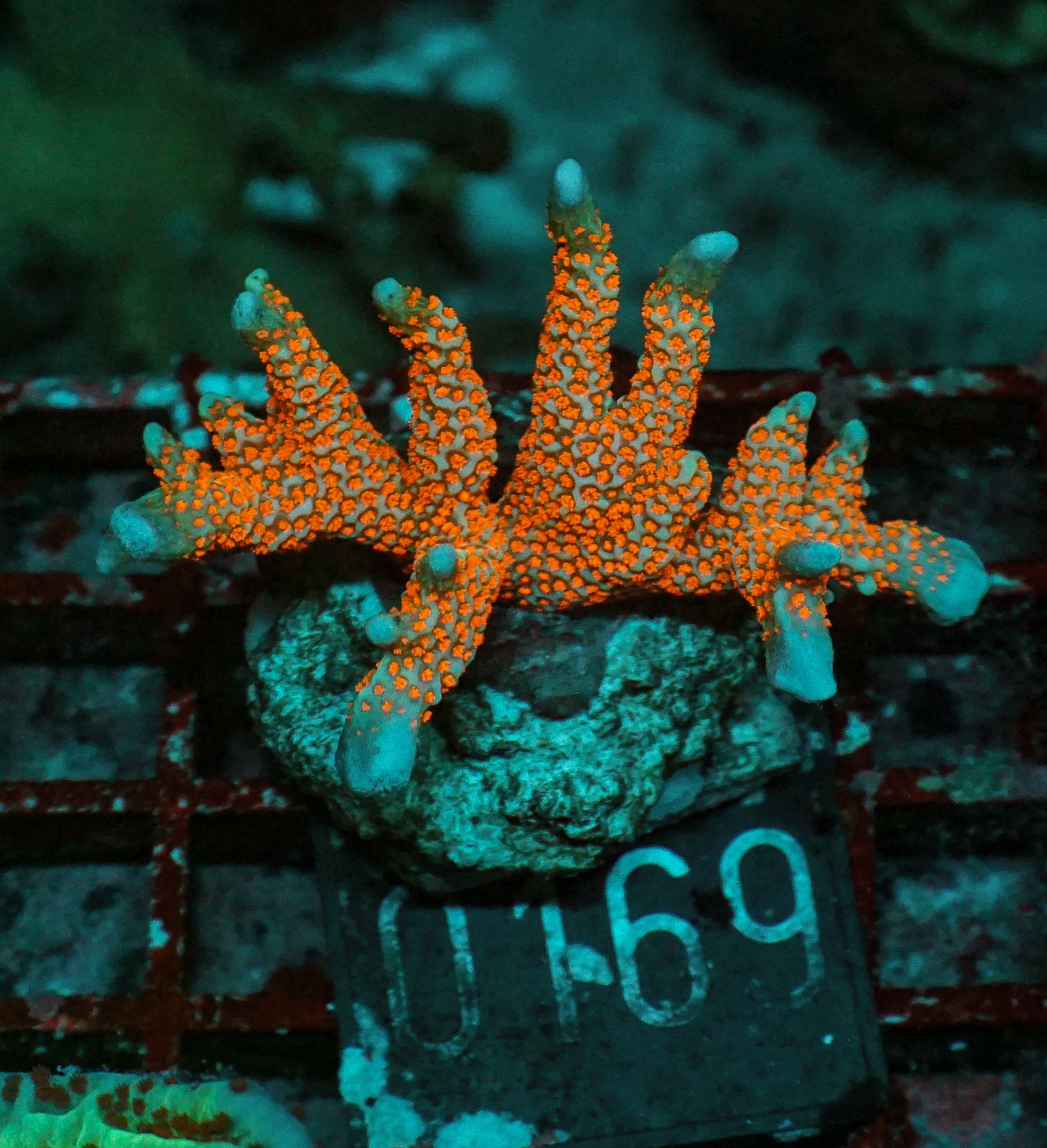 Montipora samarensis