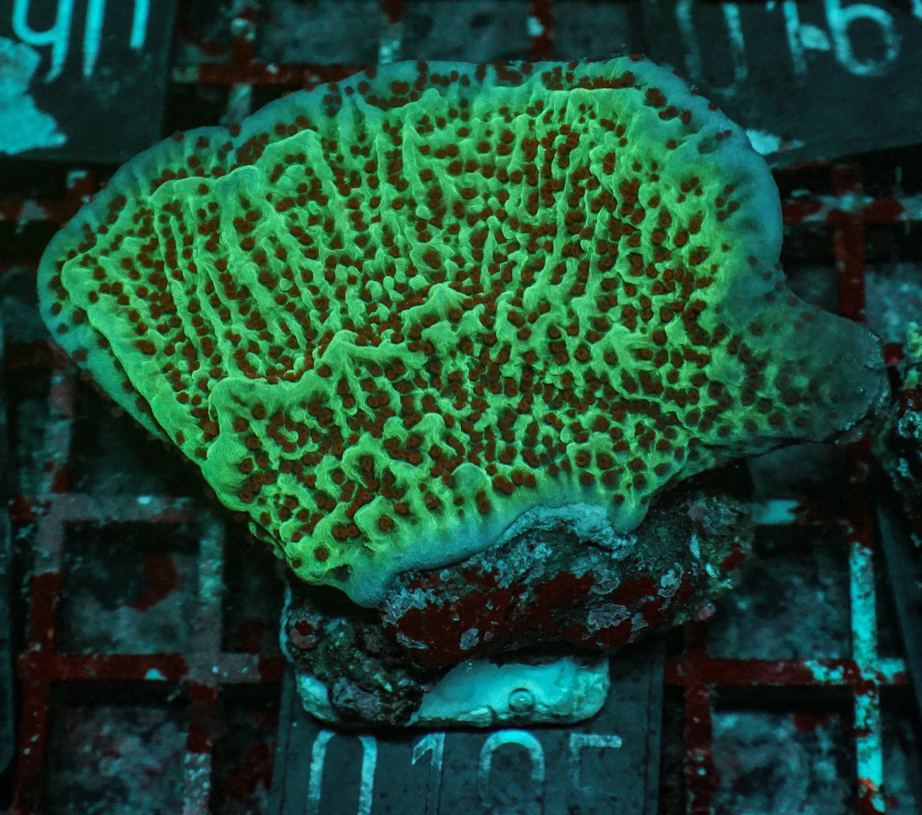 Montipora undata "Jedi mind trick"