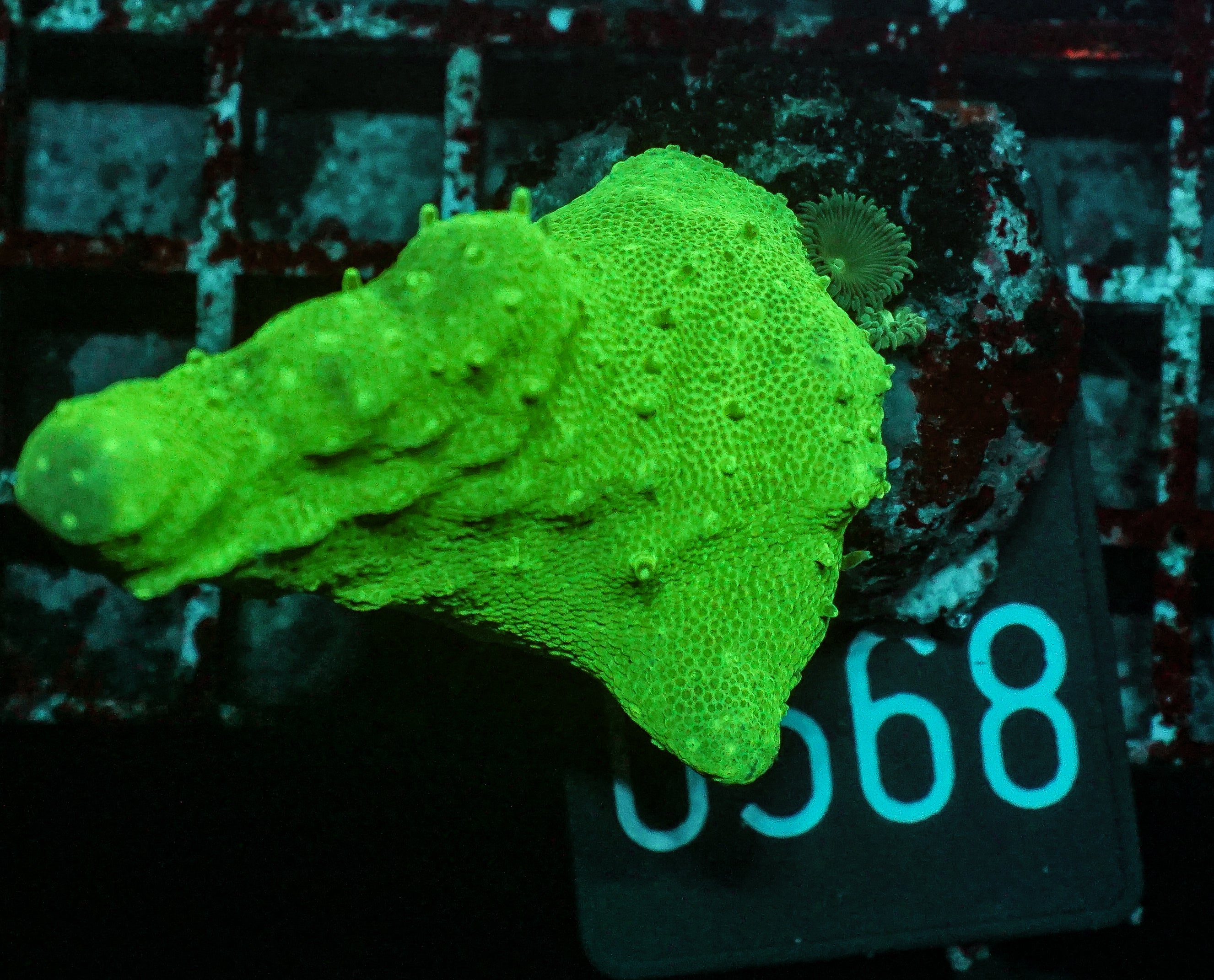 Lobophytum sp. "green"