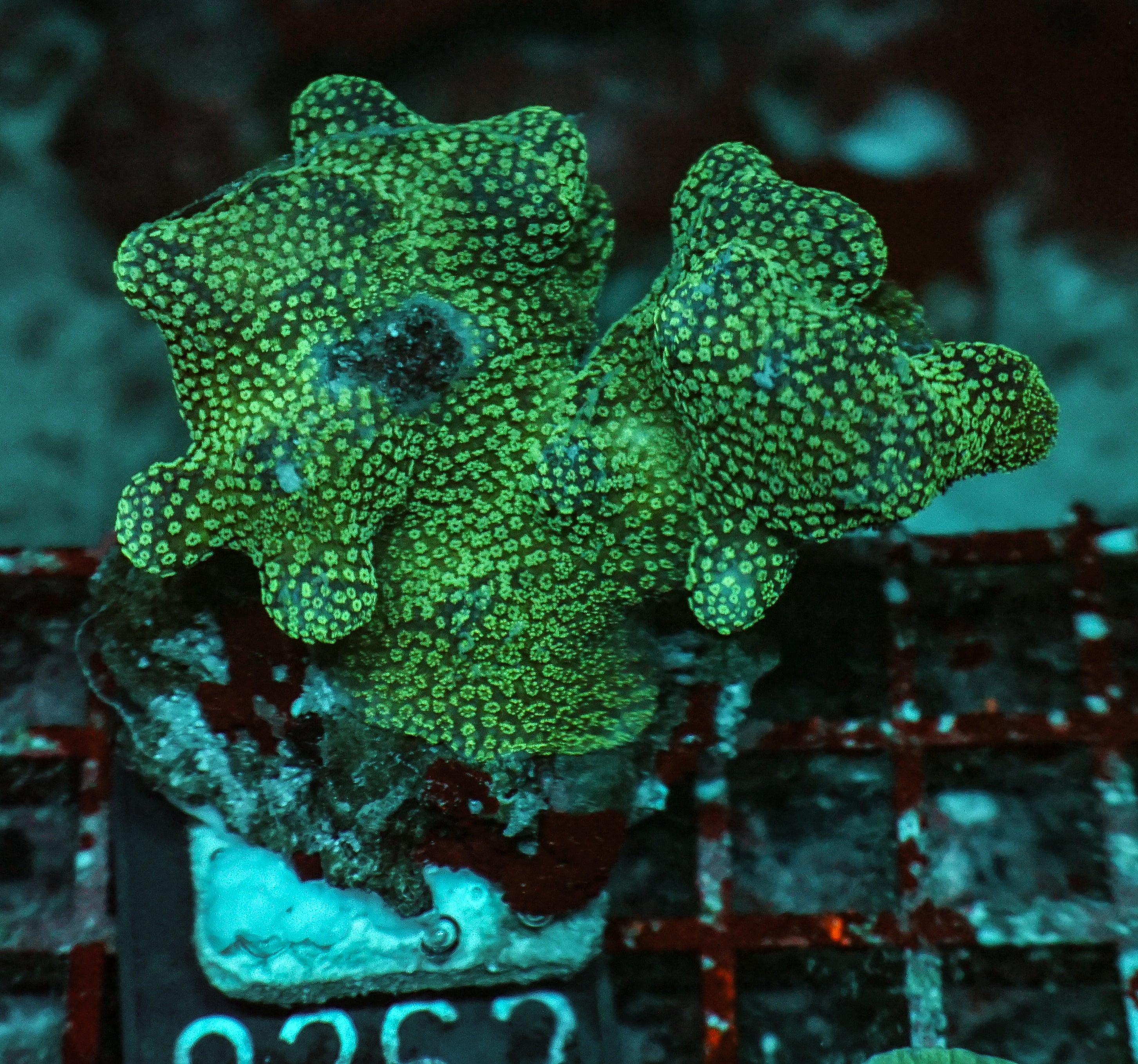 Stylophora pistillata "pink"