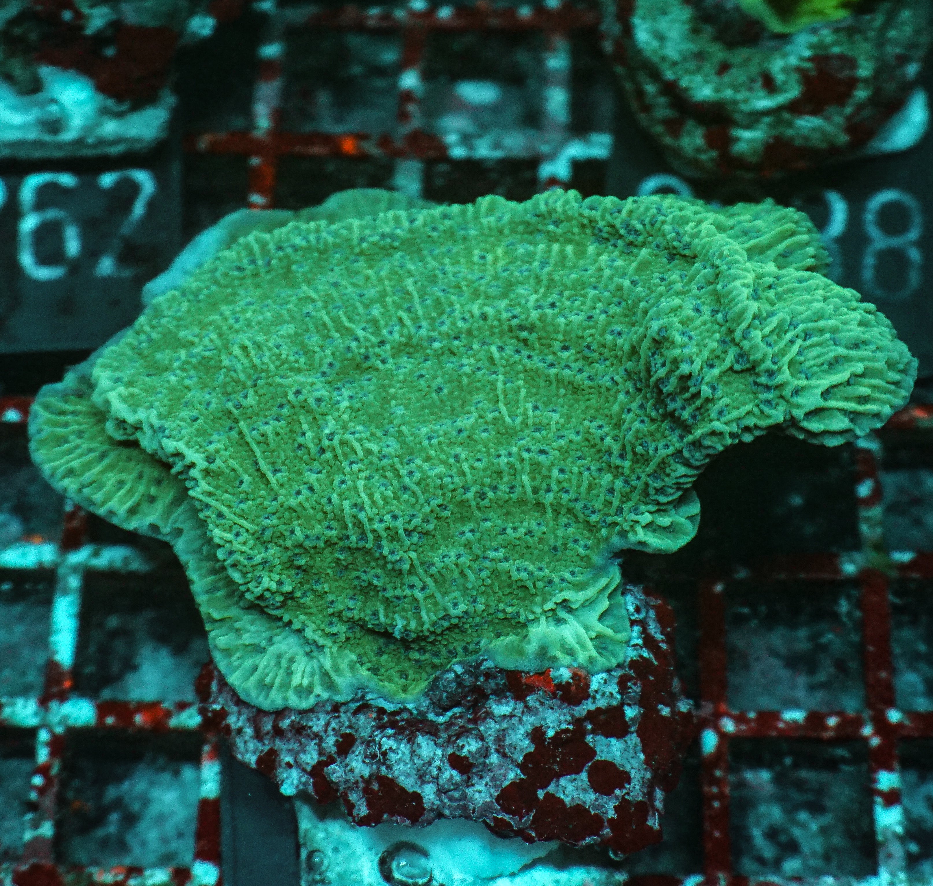 Montipora sp. purple