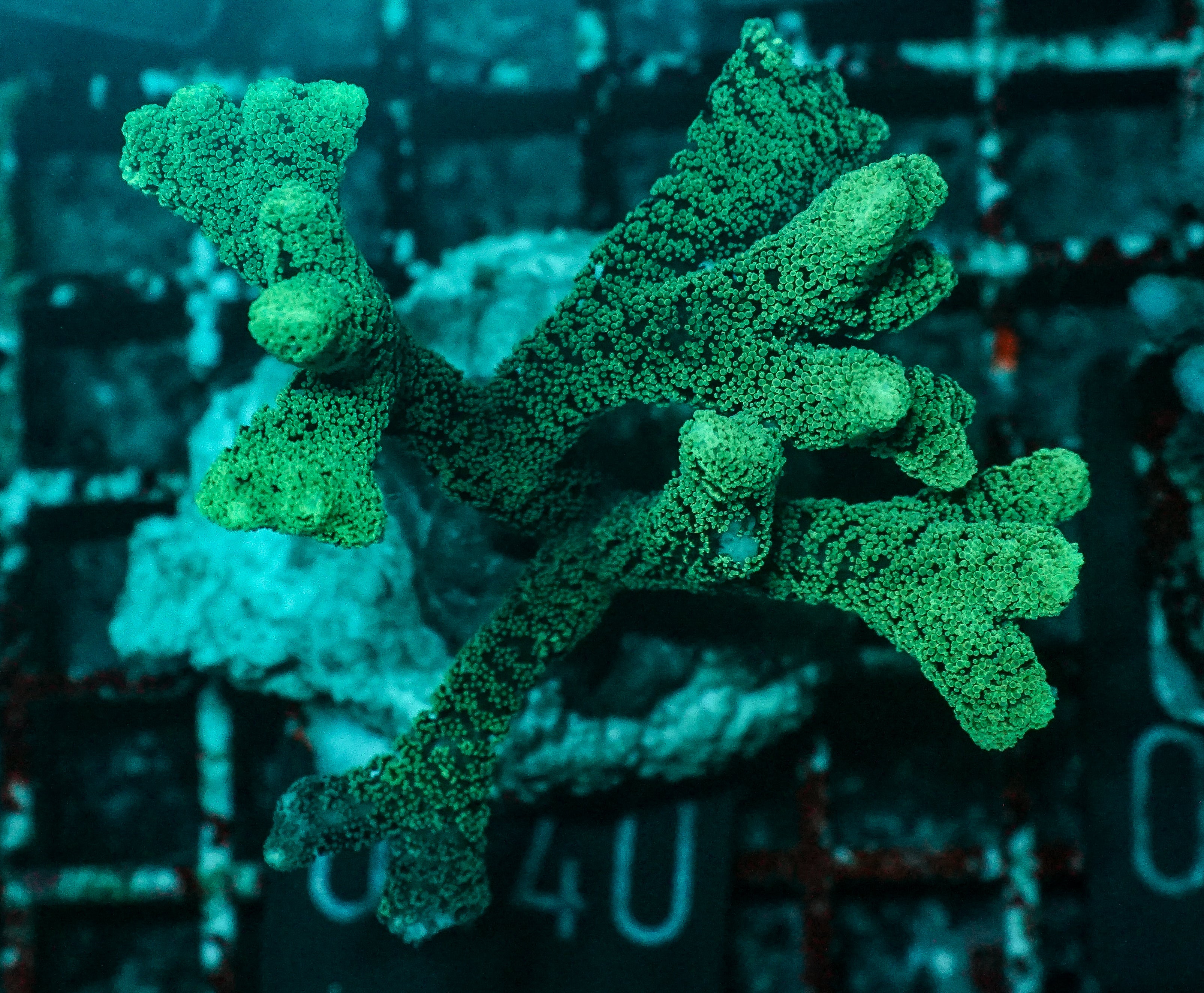 Seriatopora caliendrum "bicolor"