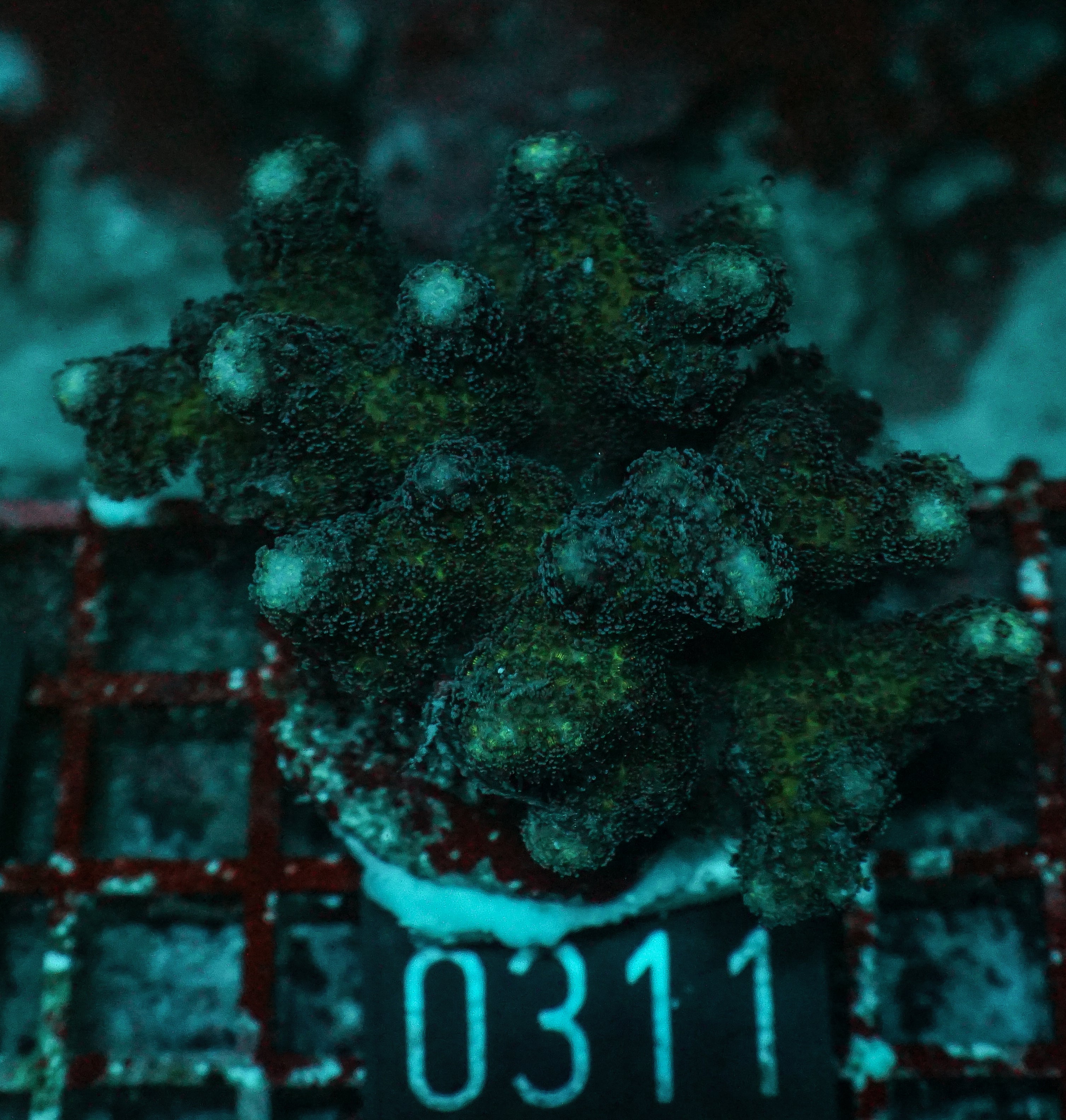 Stylophora pistillata "pink"