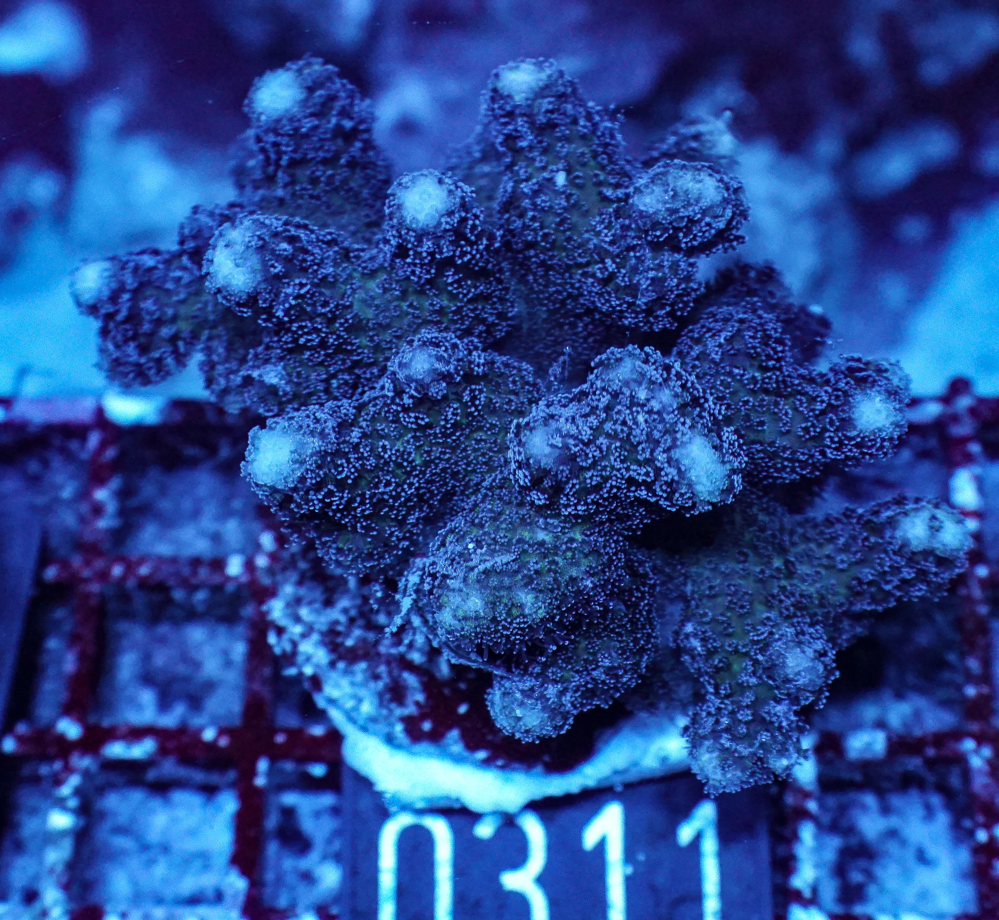 Stylophora pistillata "pink"