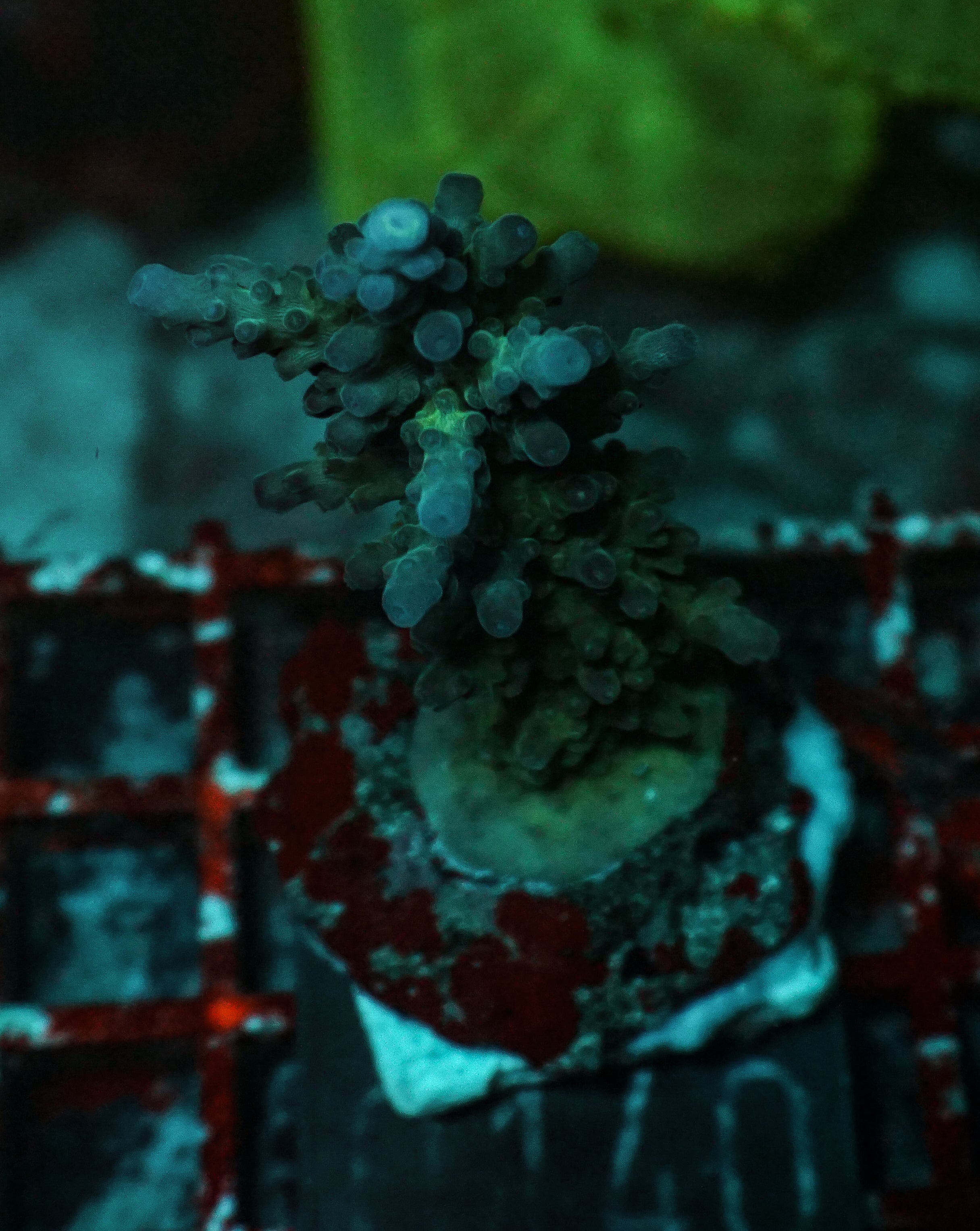 Acropora rufus „miyagi“