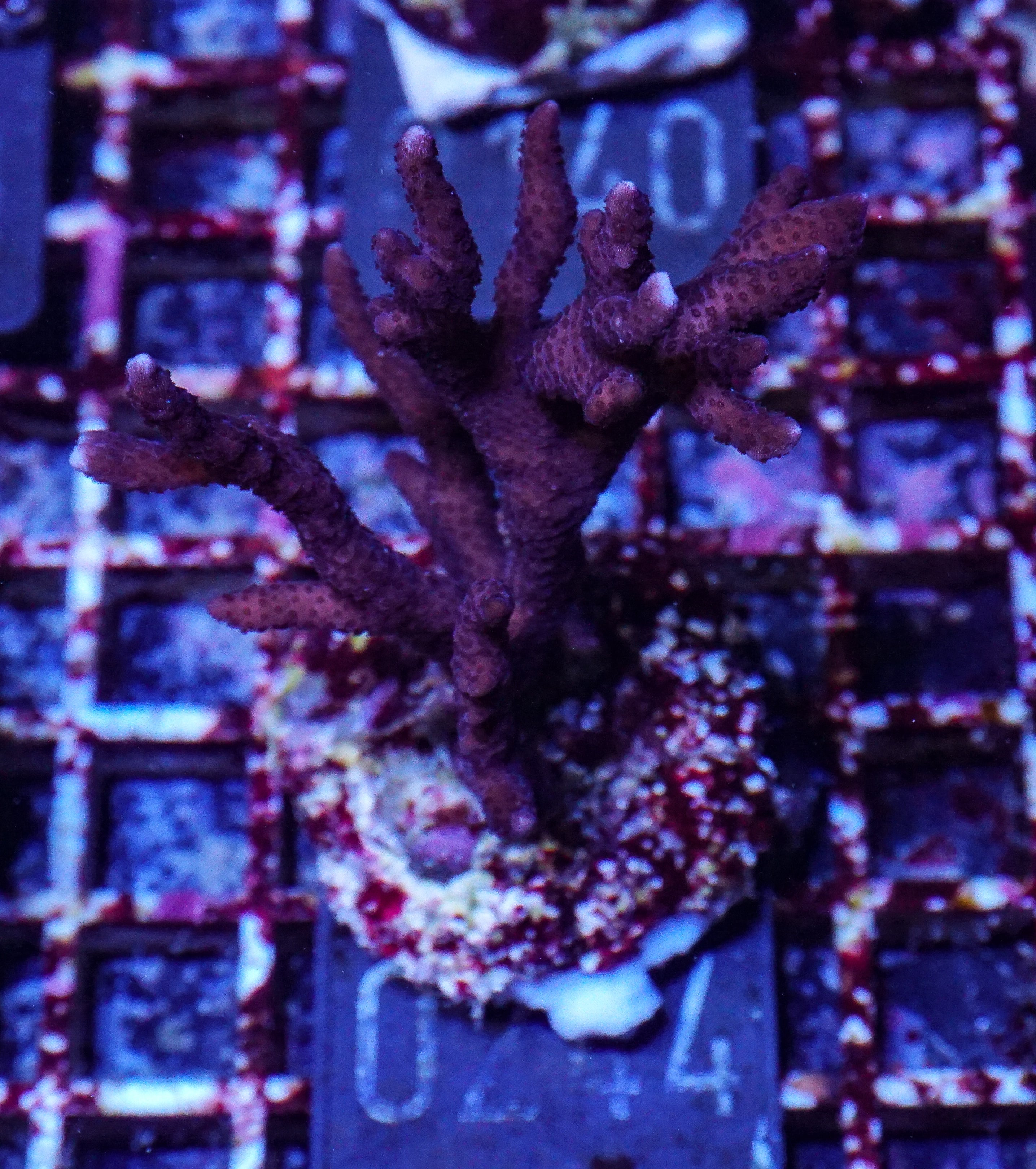 Montipora digitata purple