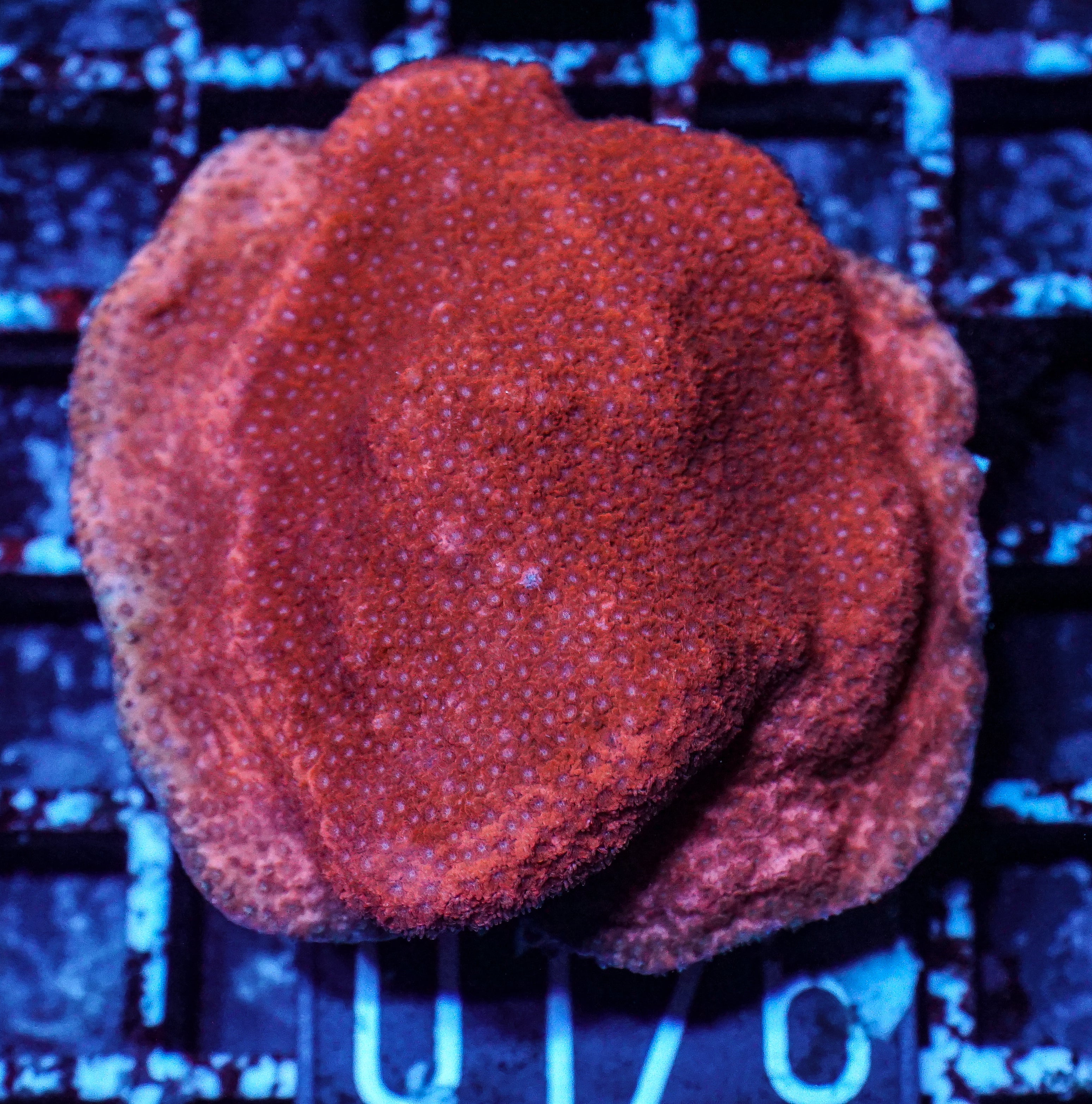 Montipora mollis "red dragon"