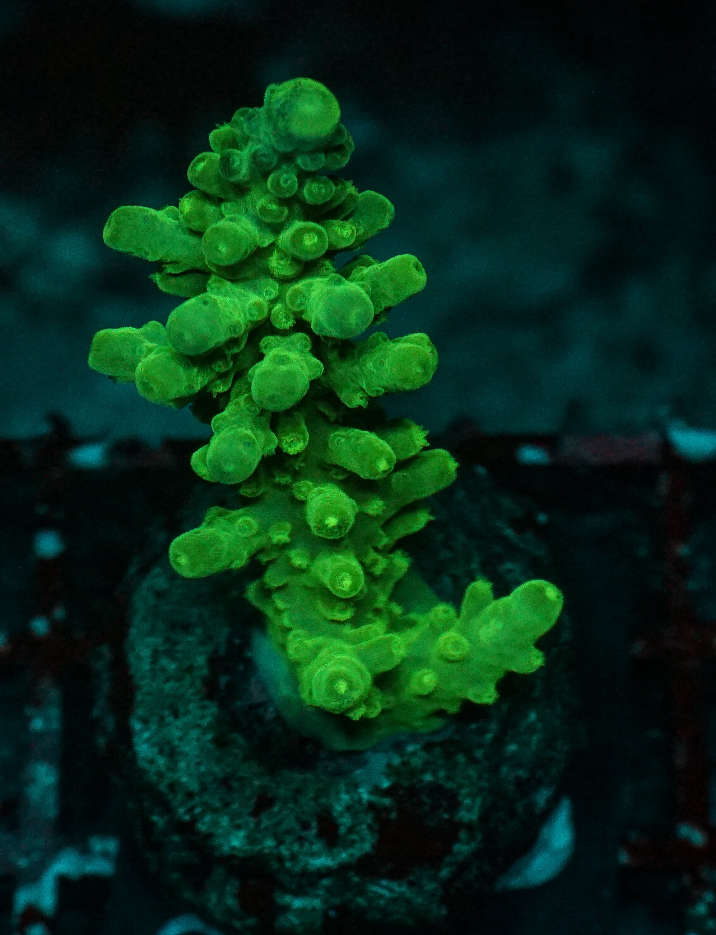 Acropora austera “golden age”