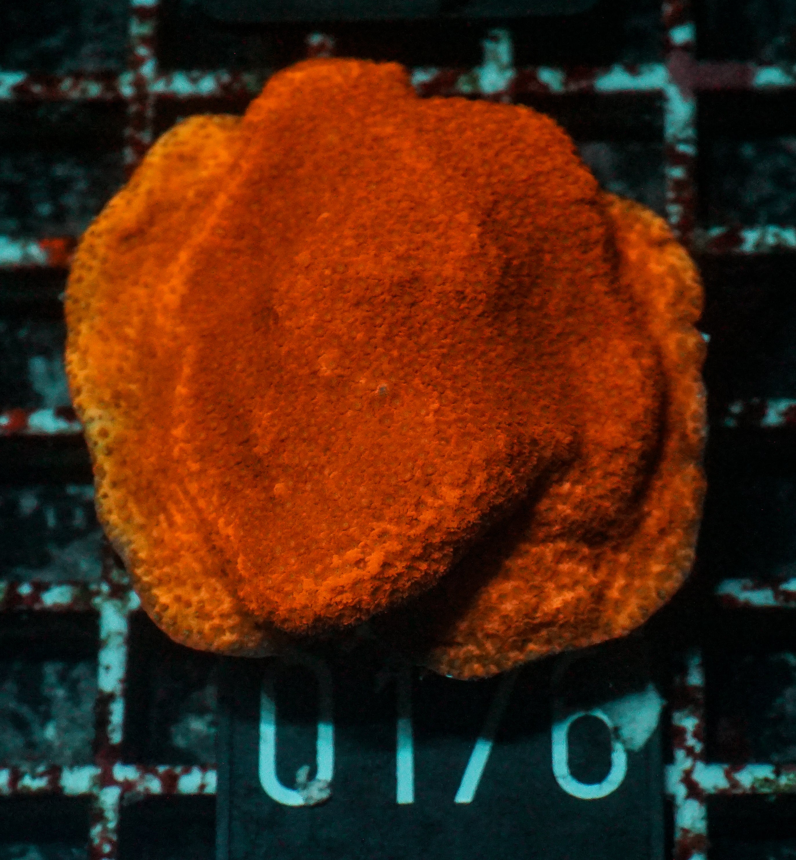 Montipora mollis "red dragon"