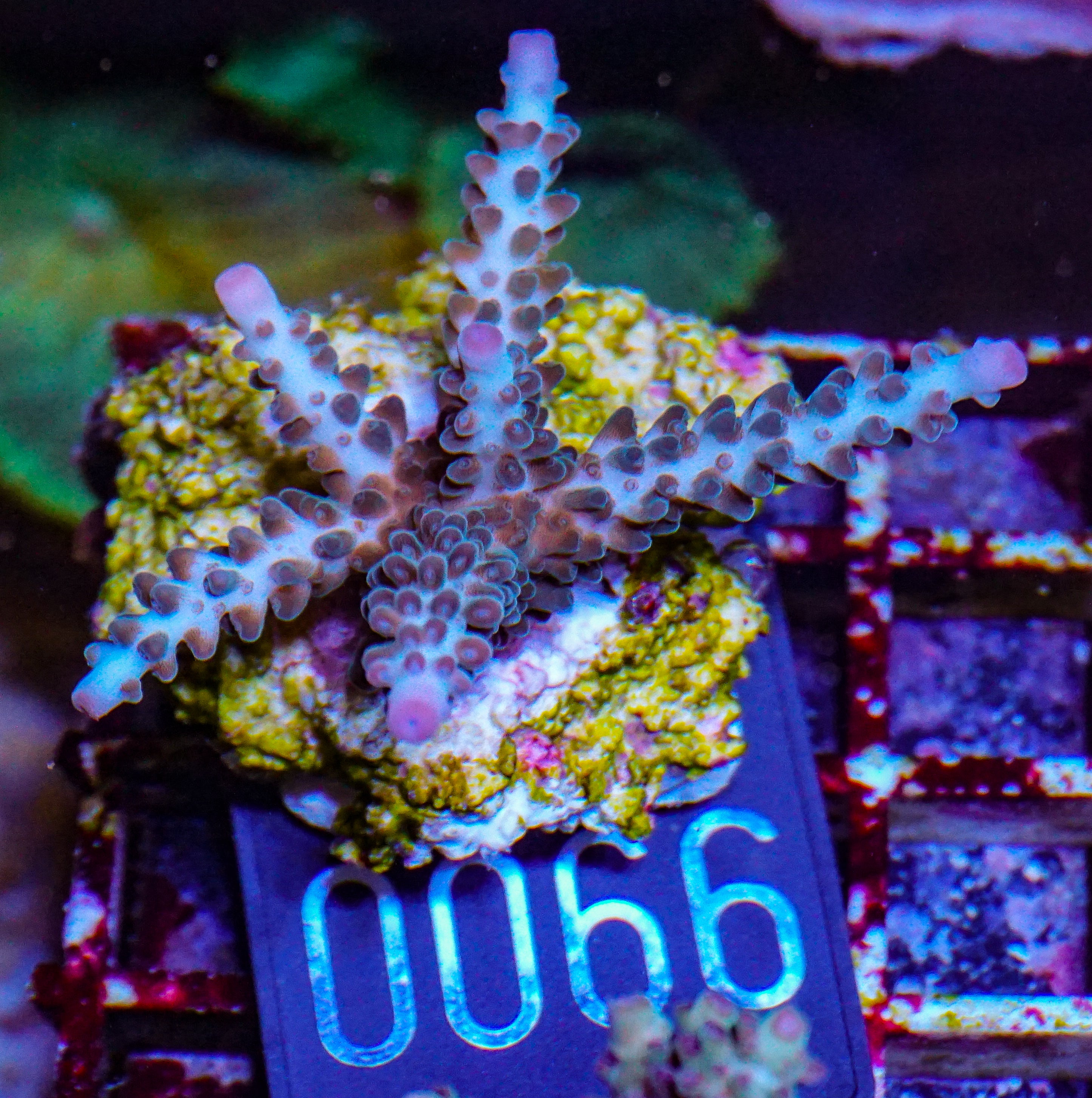 Acropora kosurini “pink tips”