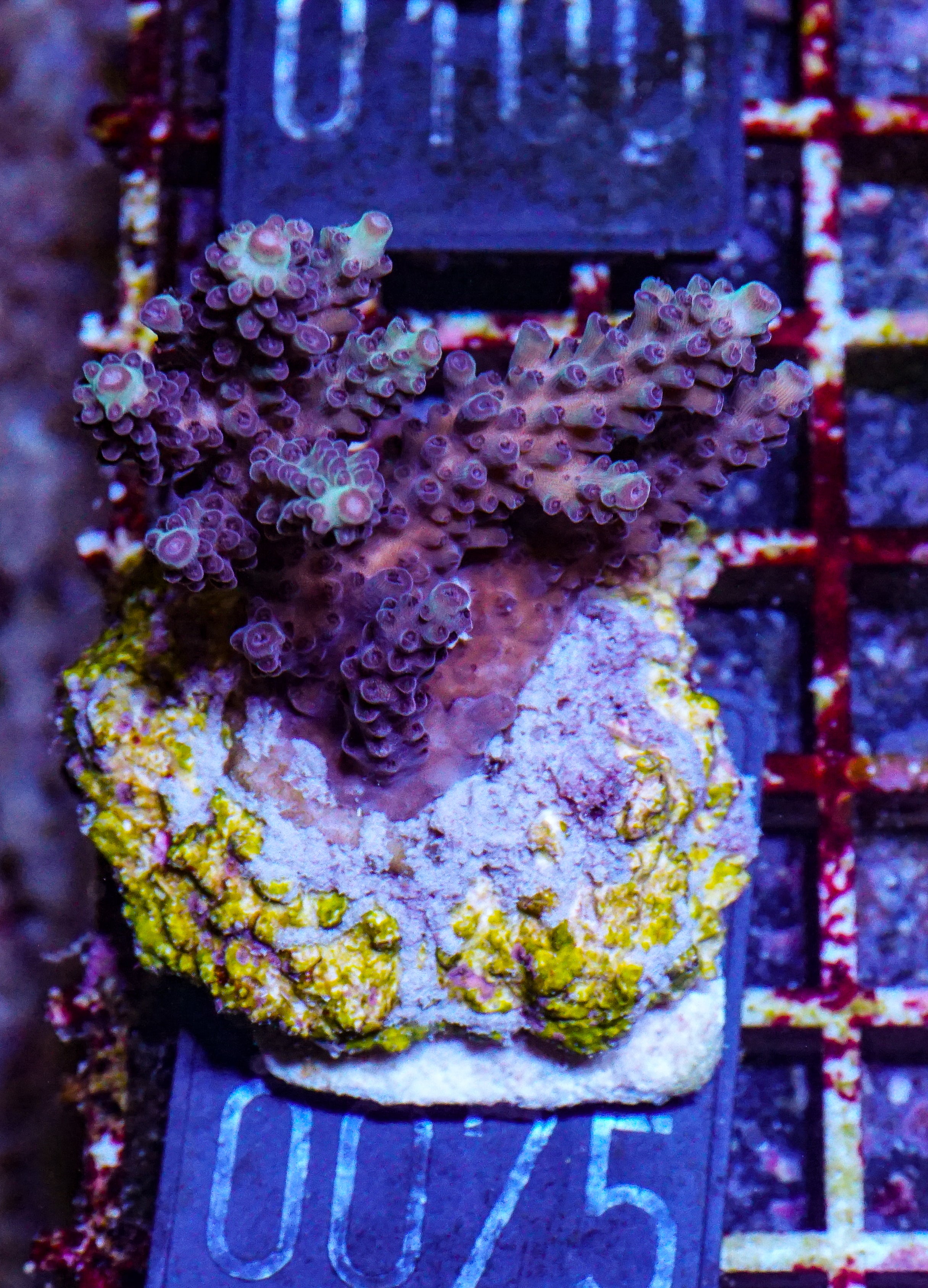 Acropora abrolhosenis “fluffy”