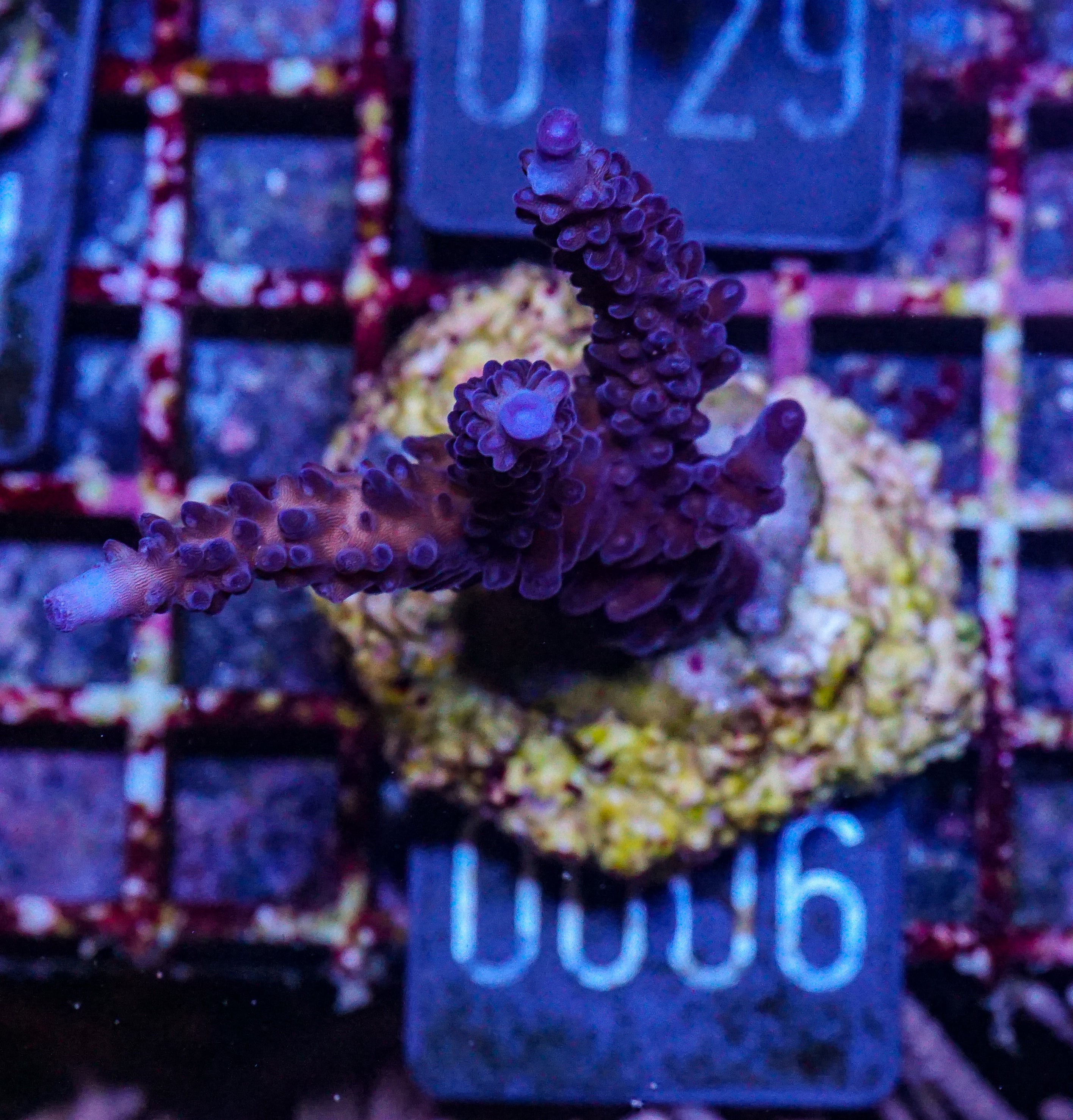 Acropora tortuosa "turquoise"