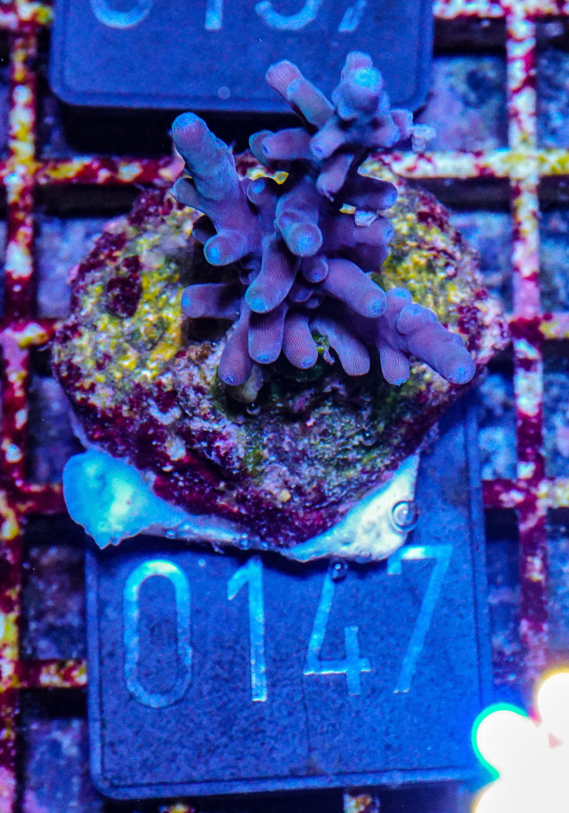 Acropora subglabra "blue ocean"