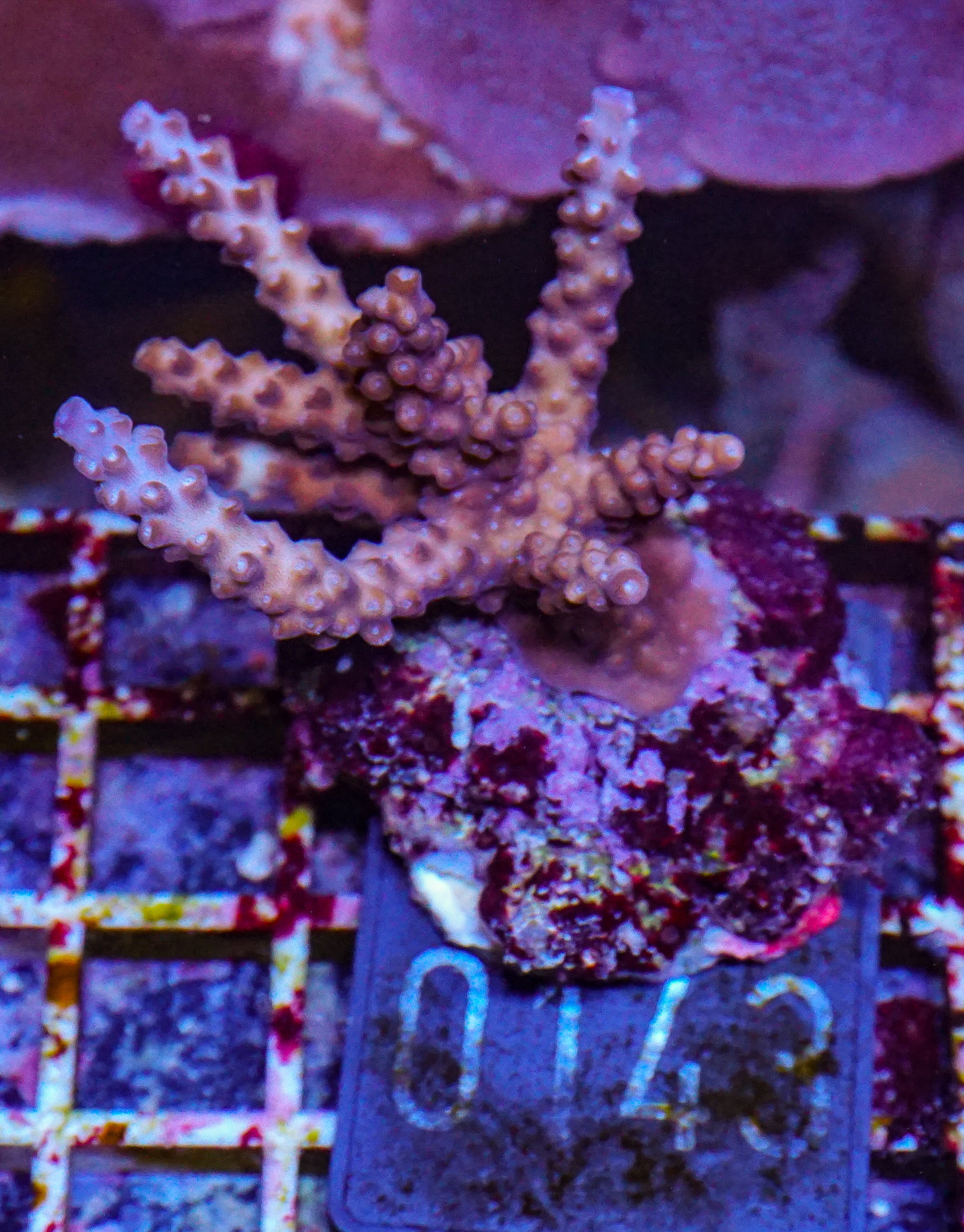 Acropora rosaria “snow white”