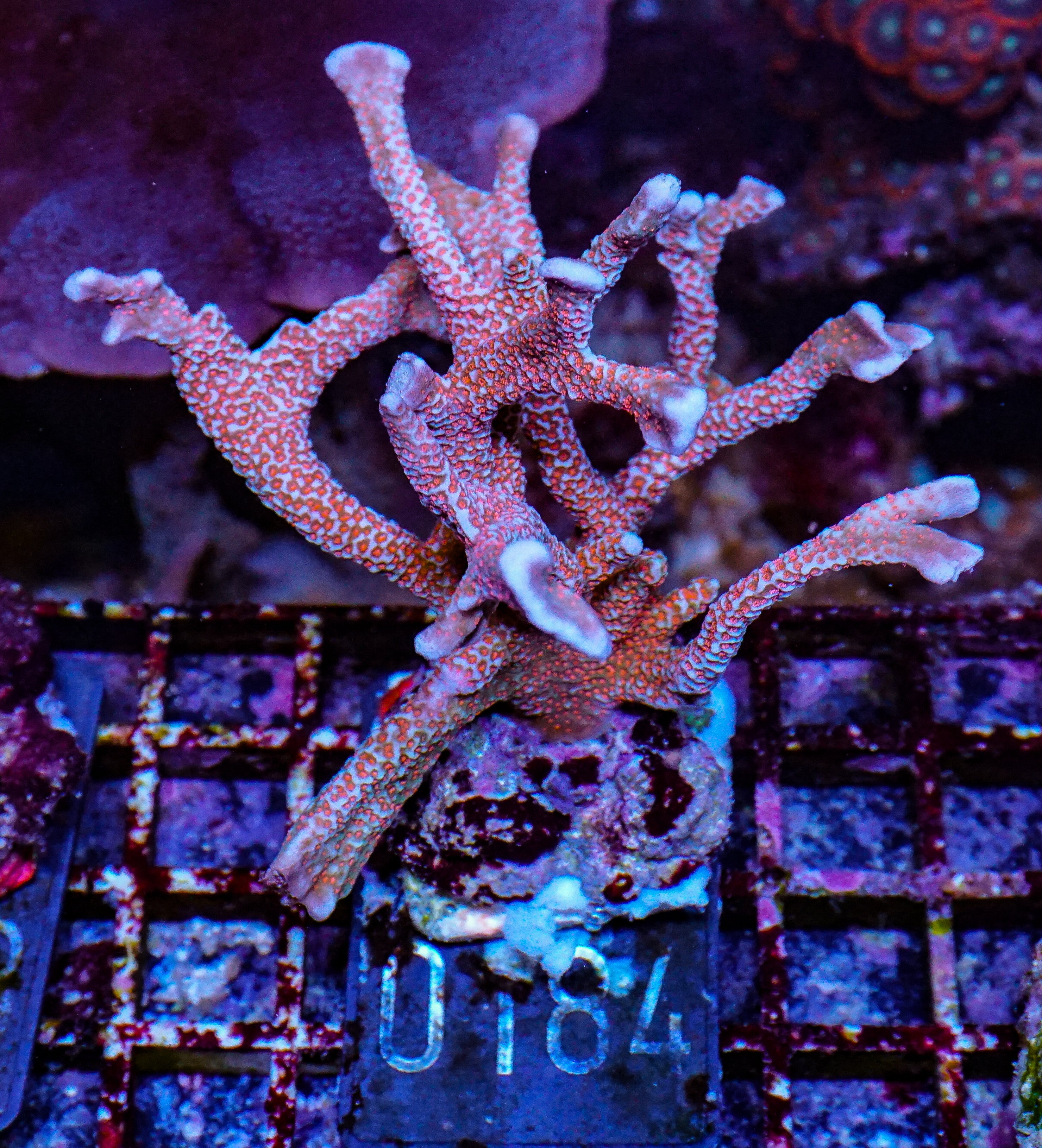 Montipora samarensis