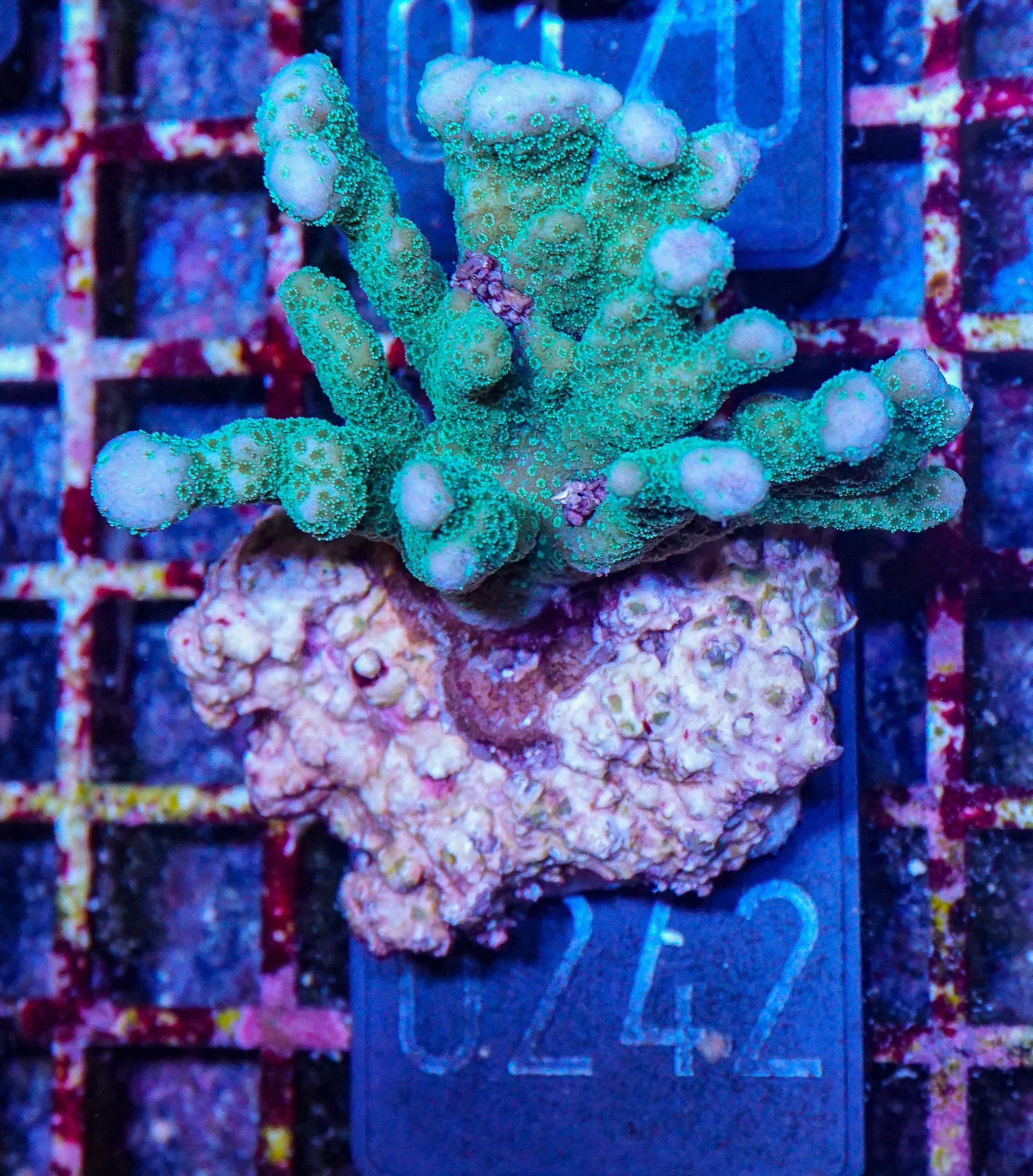 Montipora digitata purple