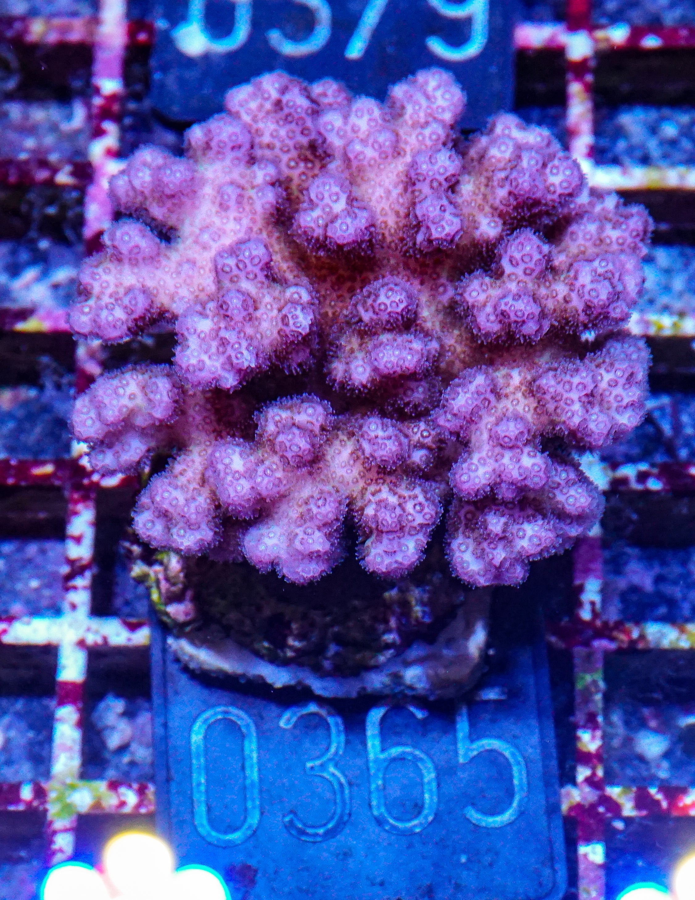 Pocillopora damicornis "pink"