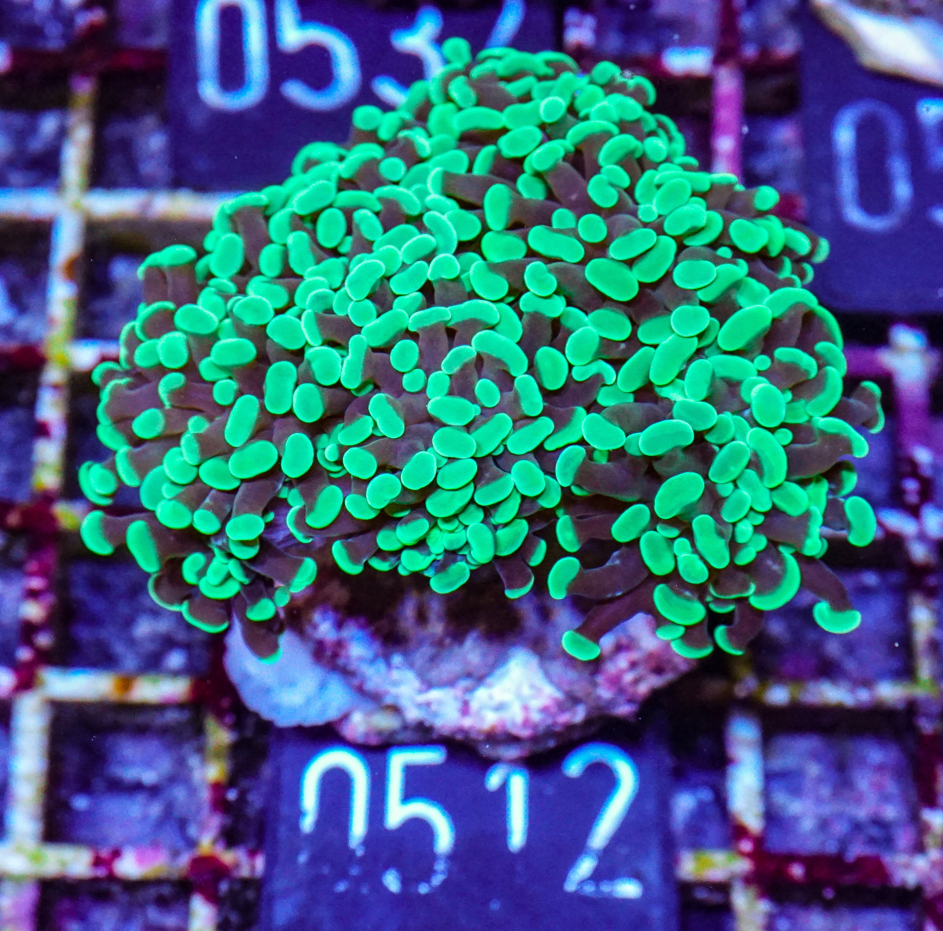 Euphyllia/Fimbriaphyllia paraancora