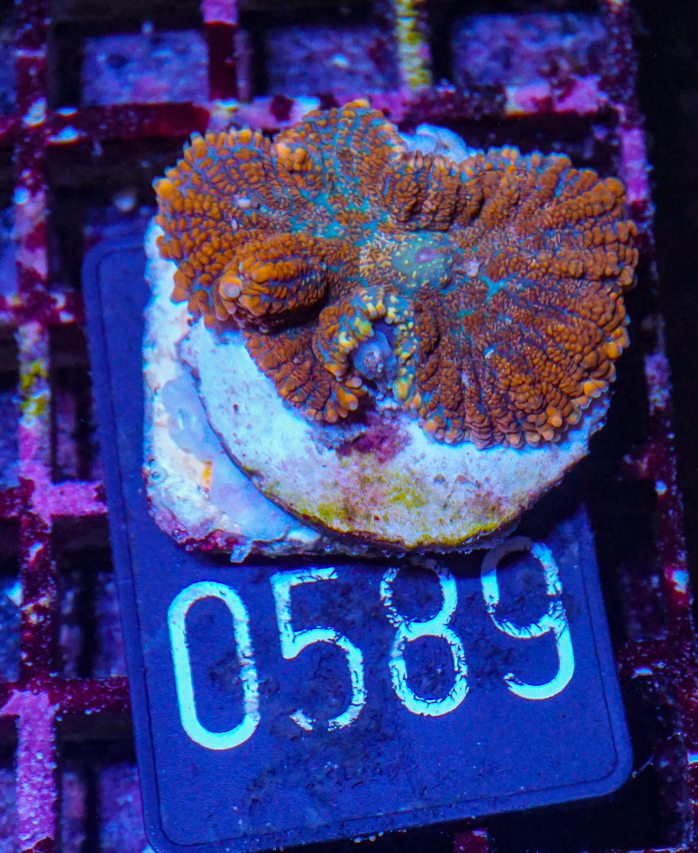 Rhodactis sp. "Tequila sunrise"