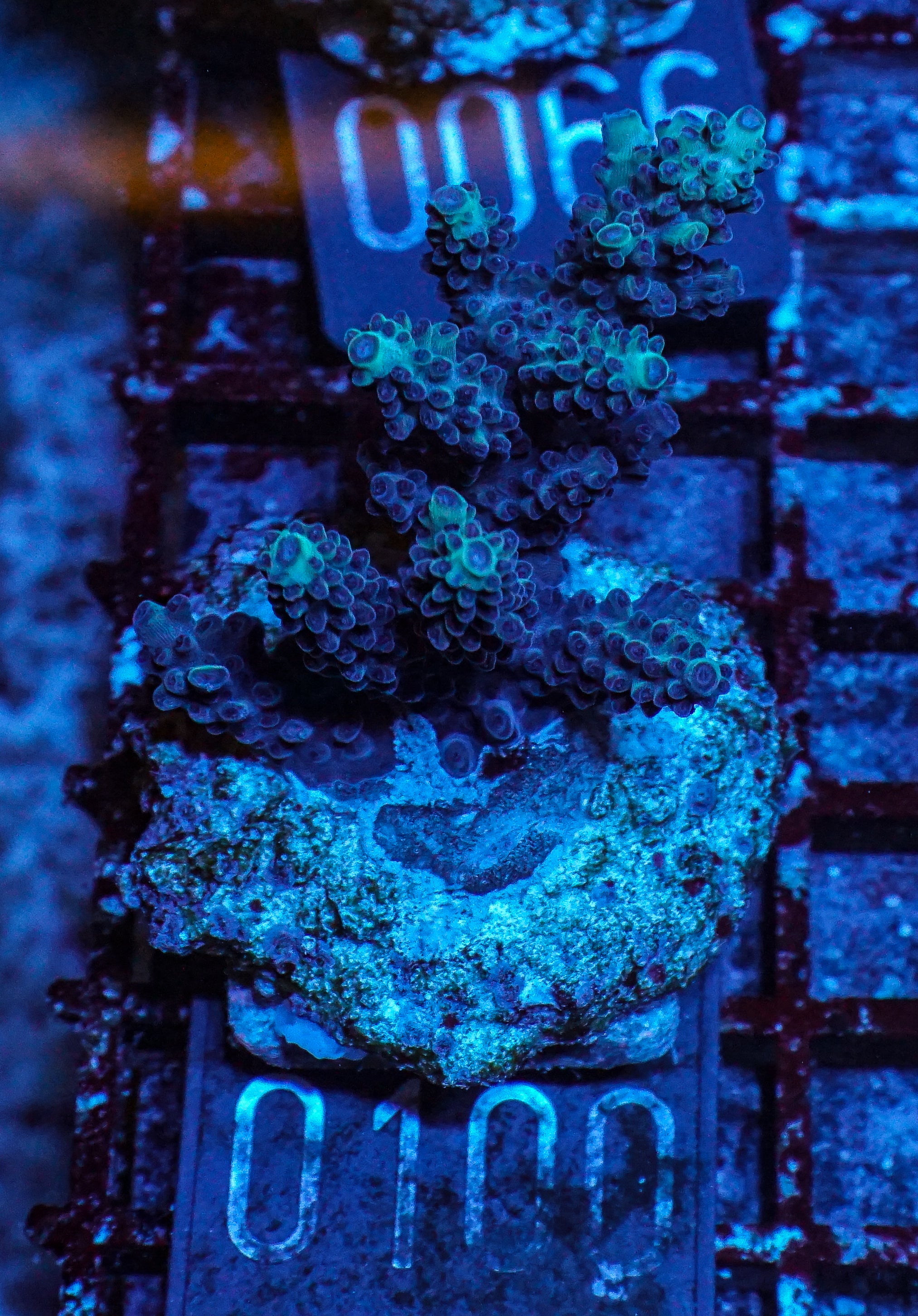 Acropora abrolhosenis “fluffy”
