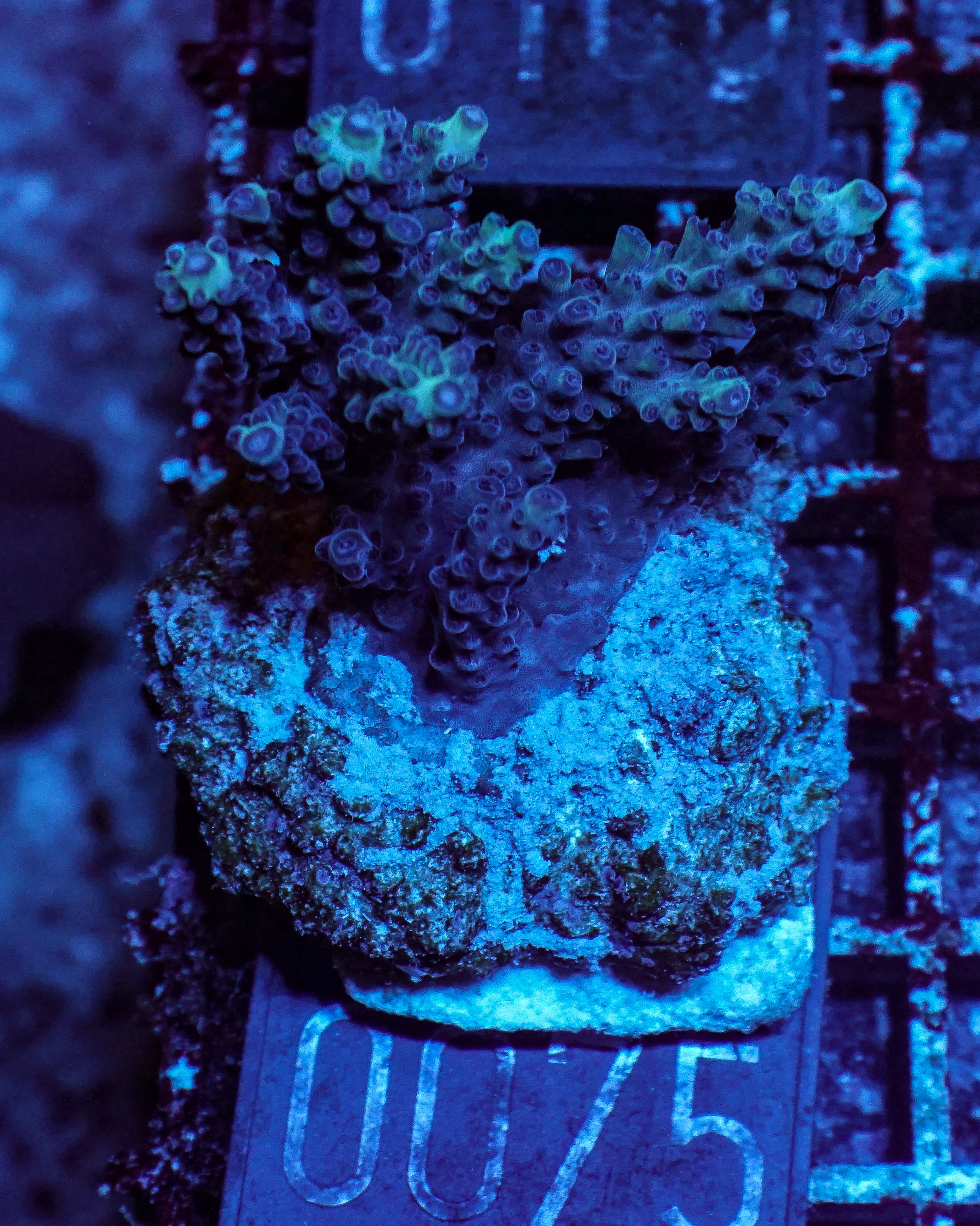 Acropora abrolhosenis “fluffy”