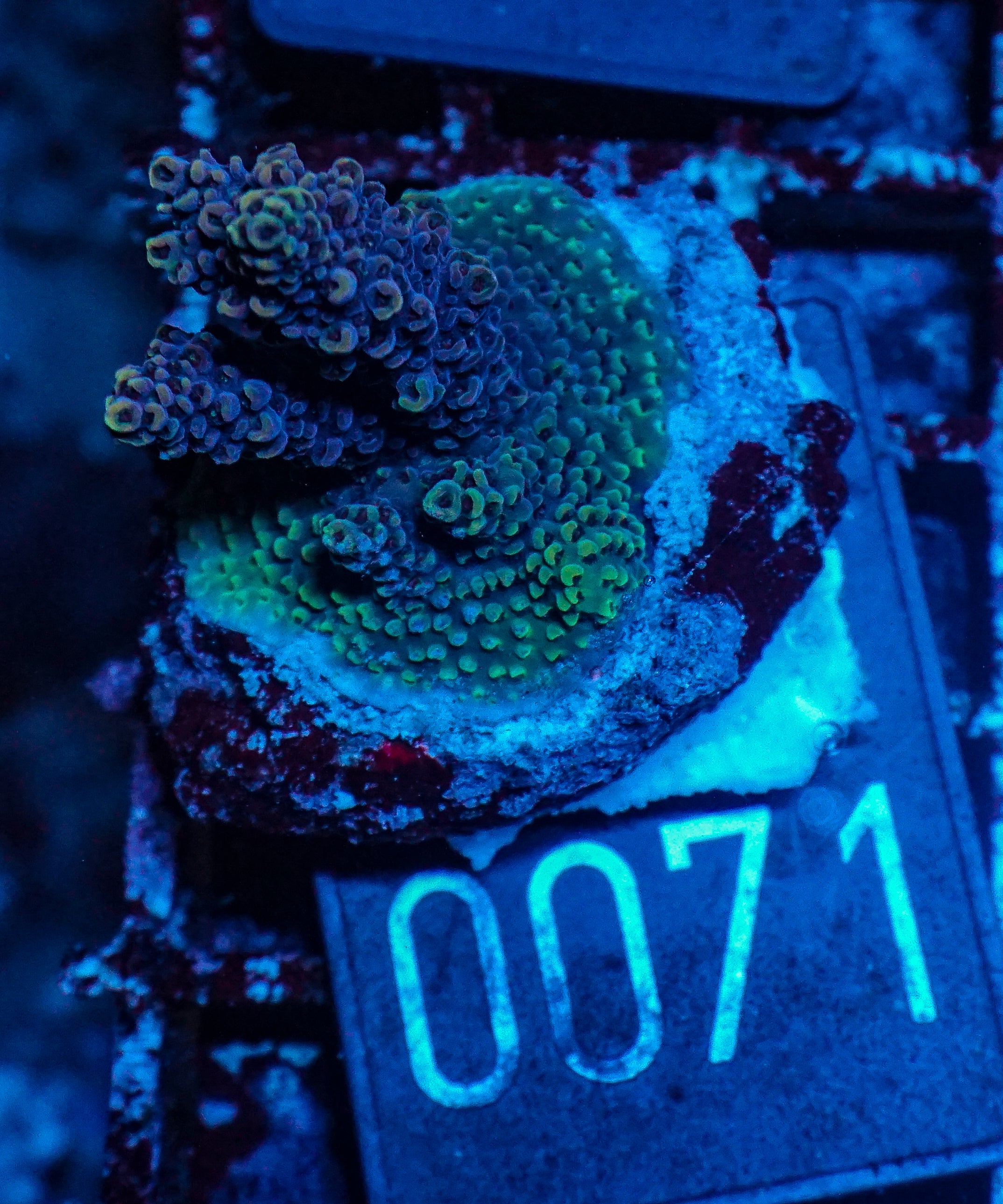 Acropora hyacinthus "pink lady"