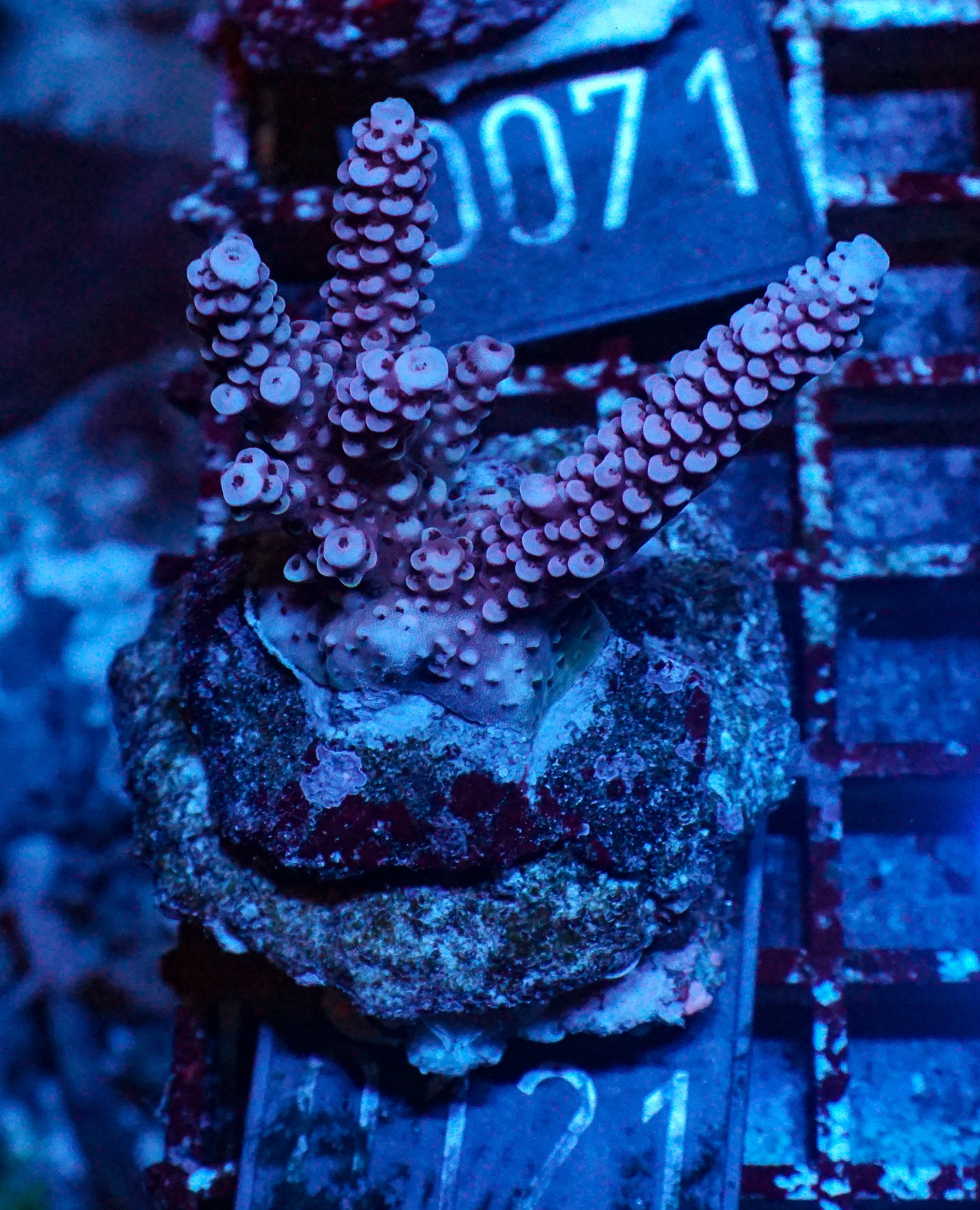 Acropora vermiculata “red jacket”