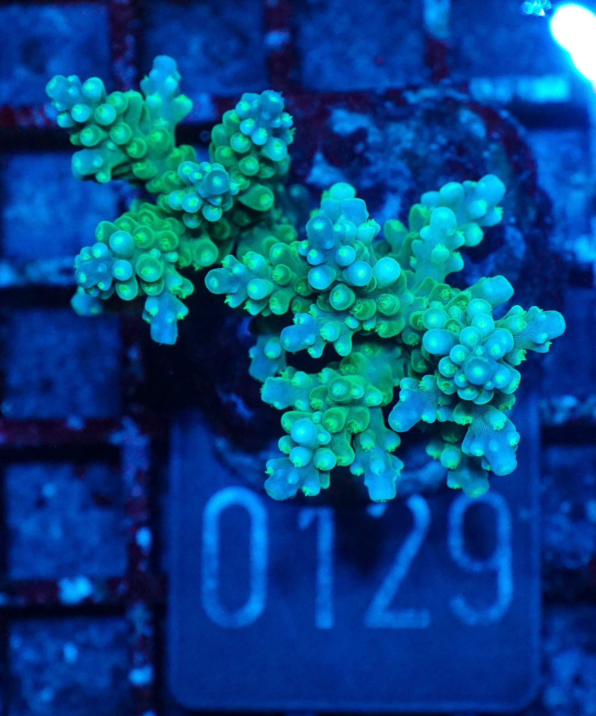 Acropora tortuosa "turquoise"