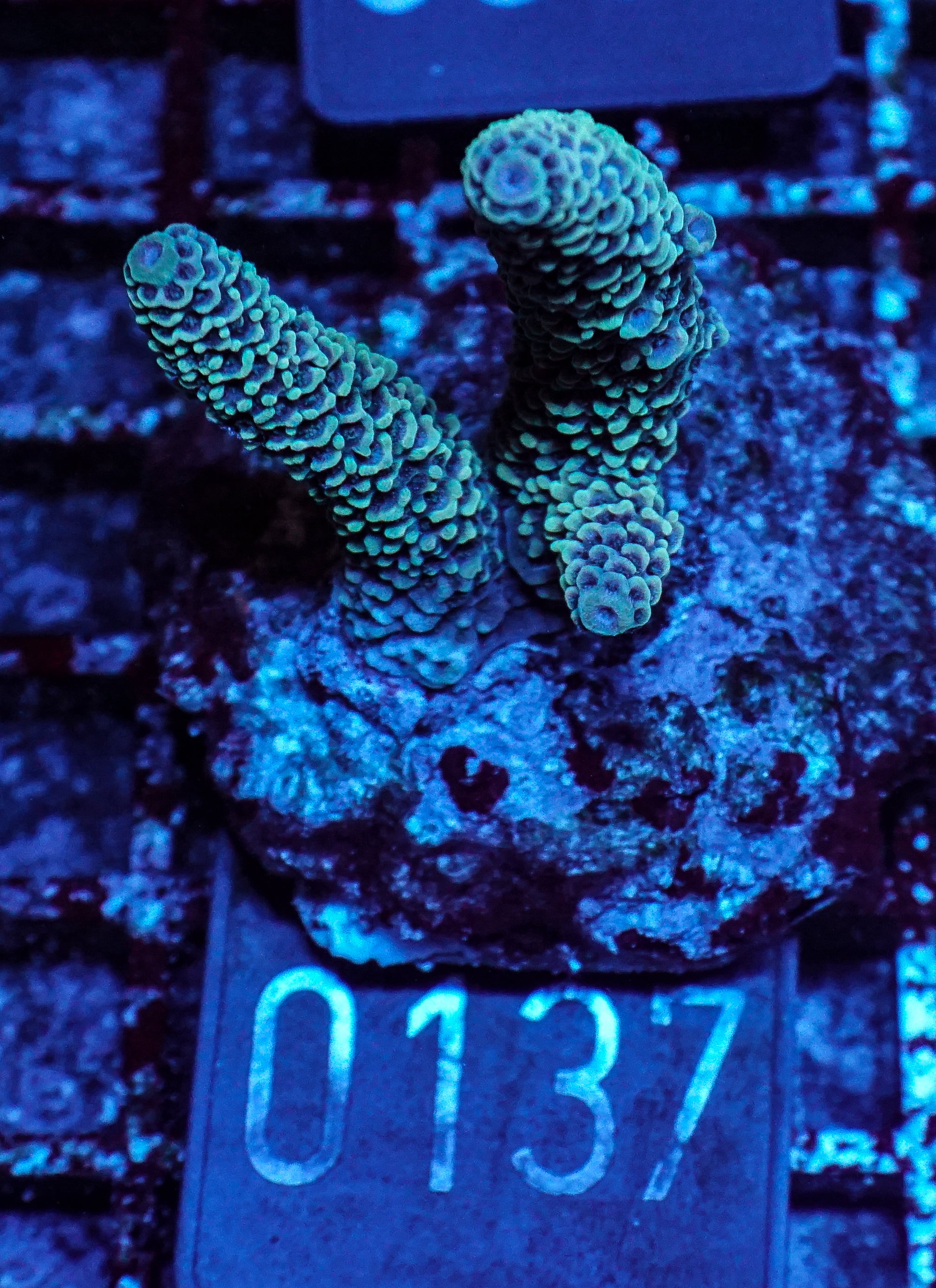 Acropora spathulata “jungle thief”