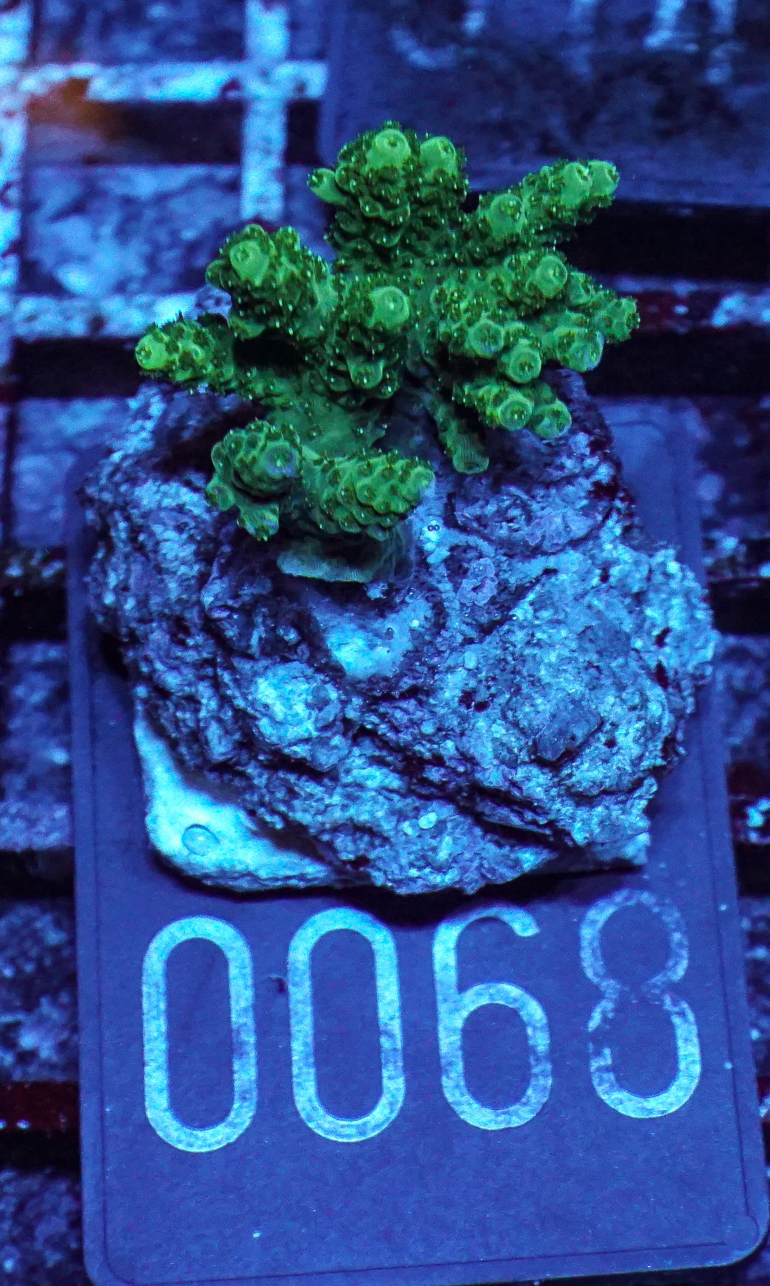 Acropora hyacinthus “green forest”