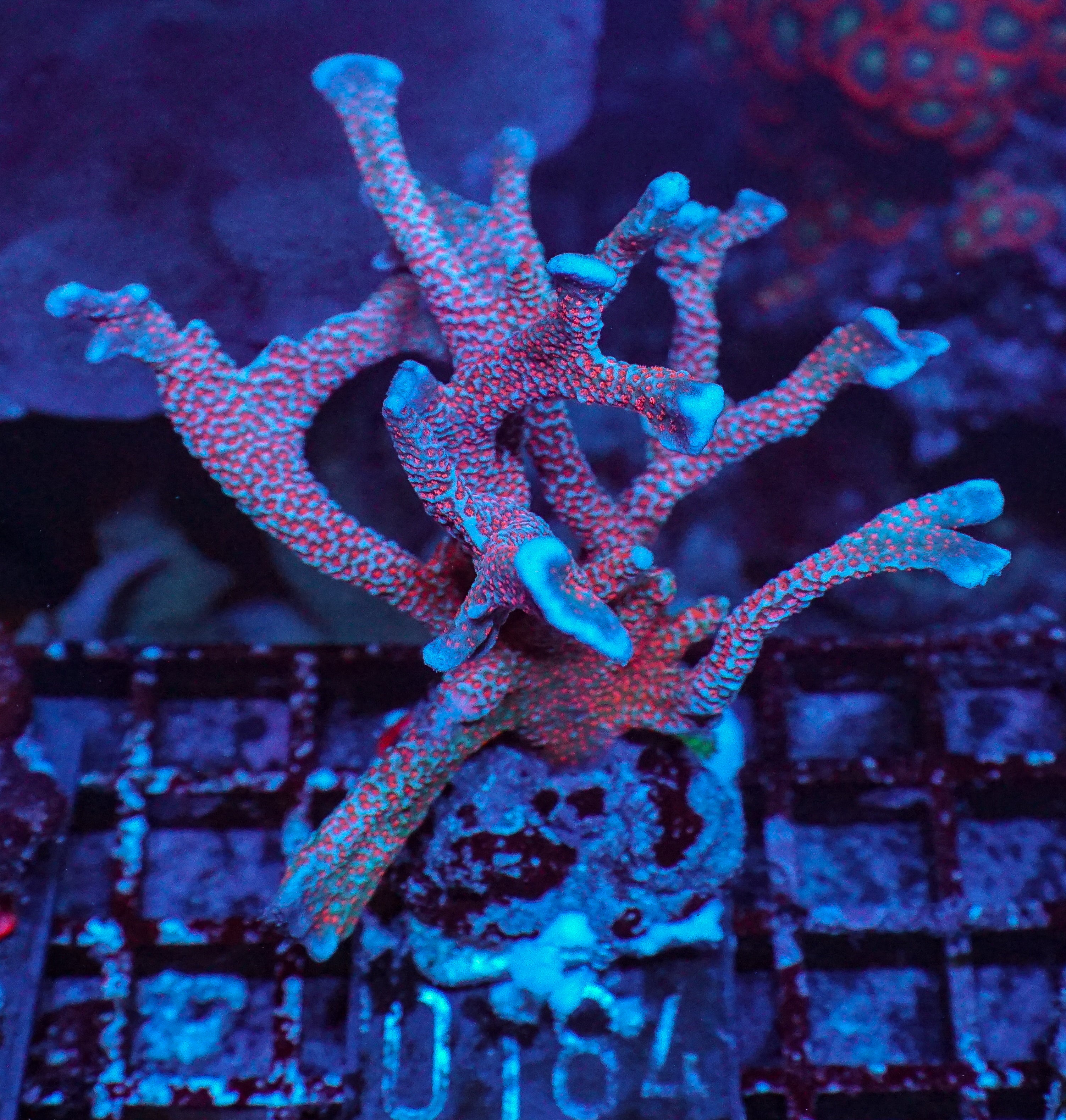 Montipora samarensis