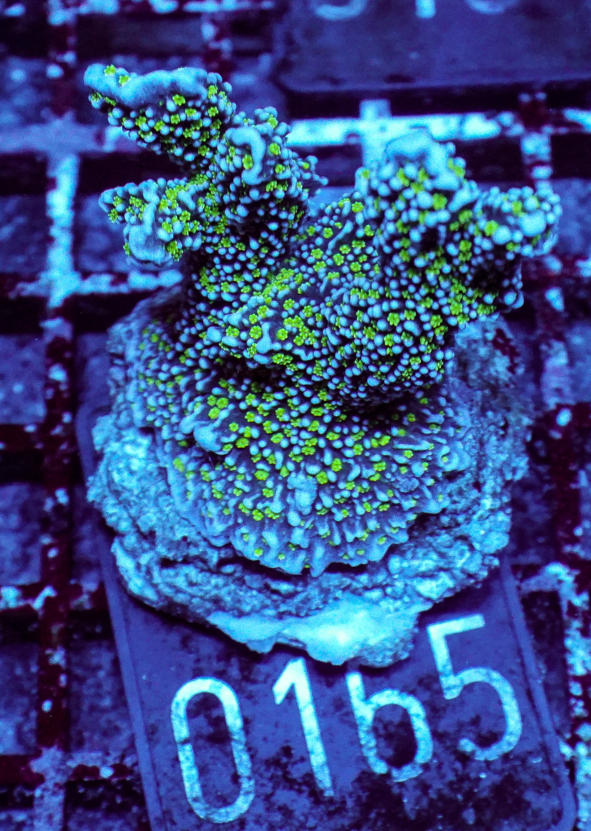 Montipora carinata “Star Wars”