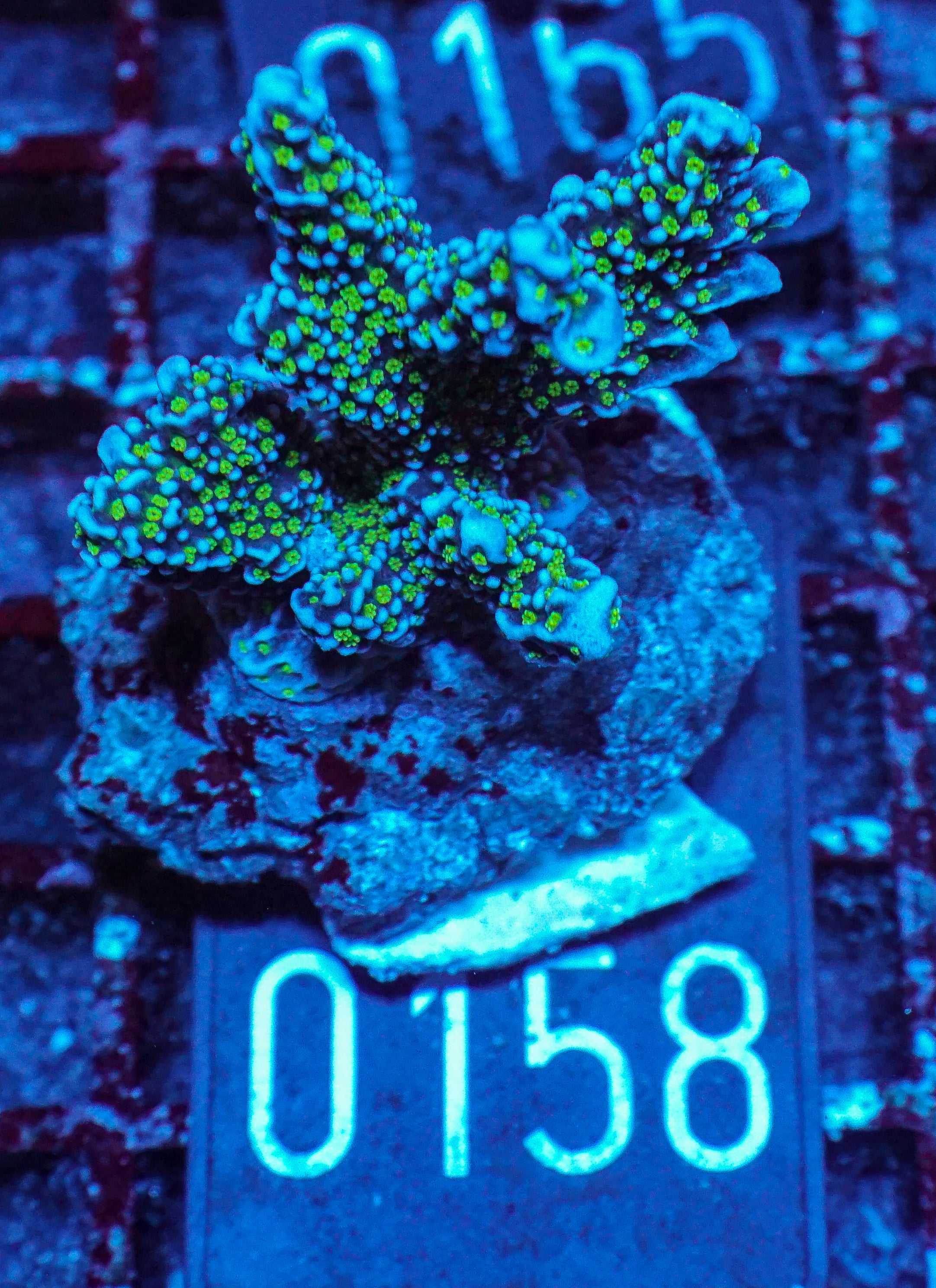 Montipora carinata “Star Wars”