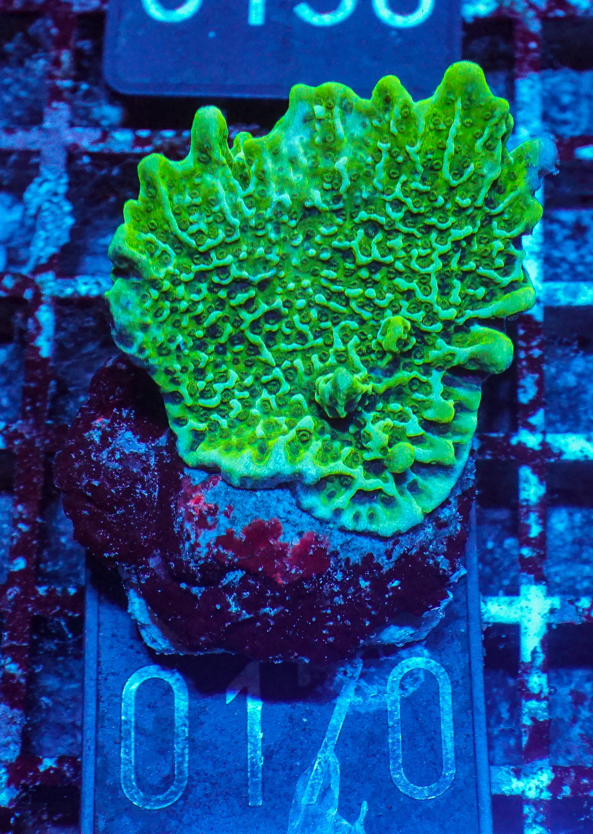 Montipora confusa