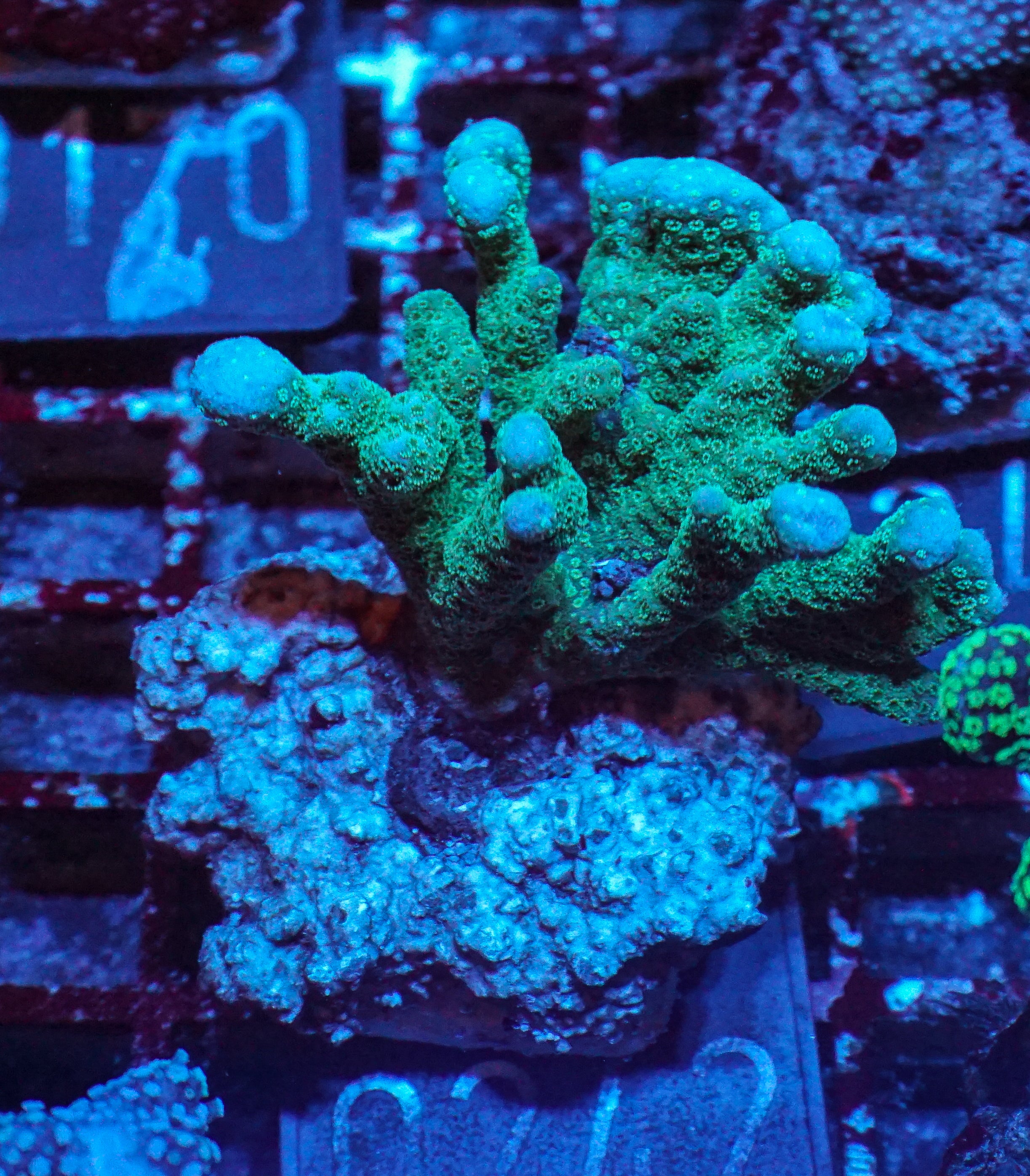 Montipora digitata purple