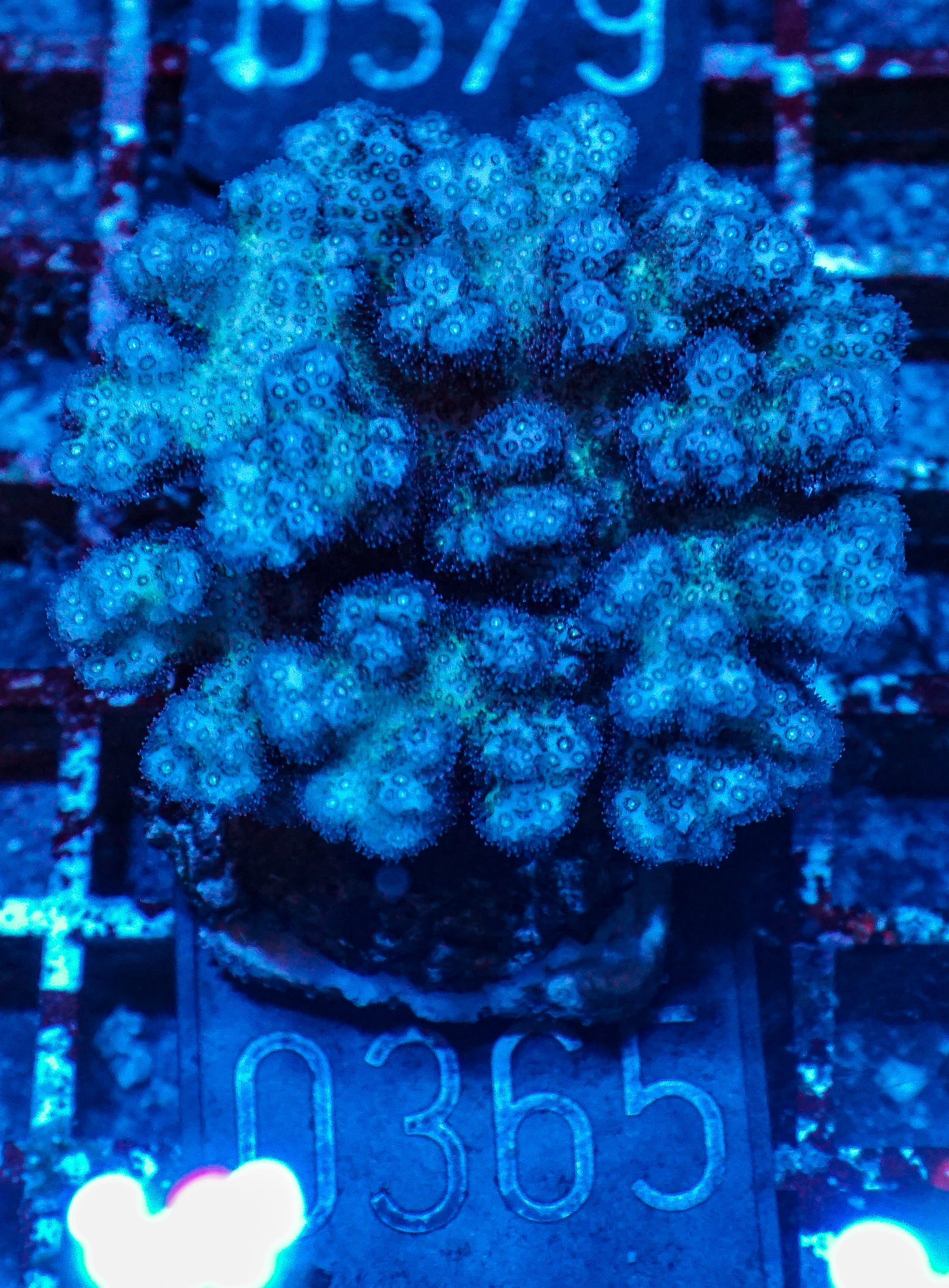 Pocillopora damicornis "pink"