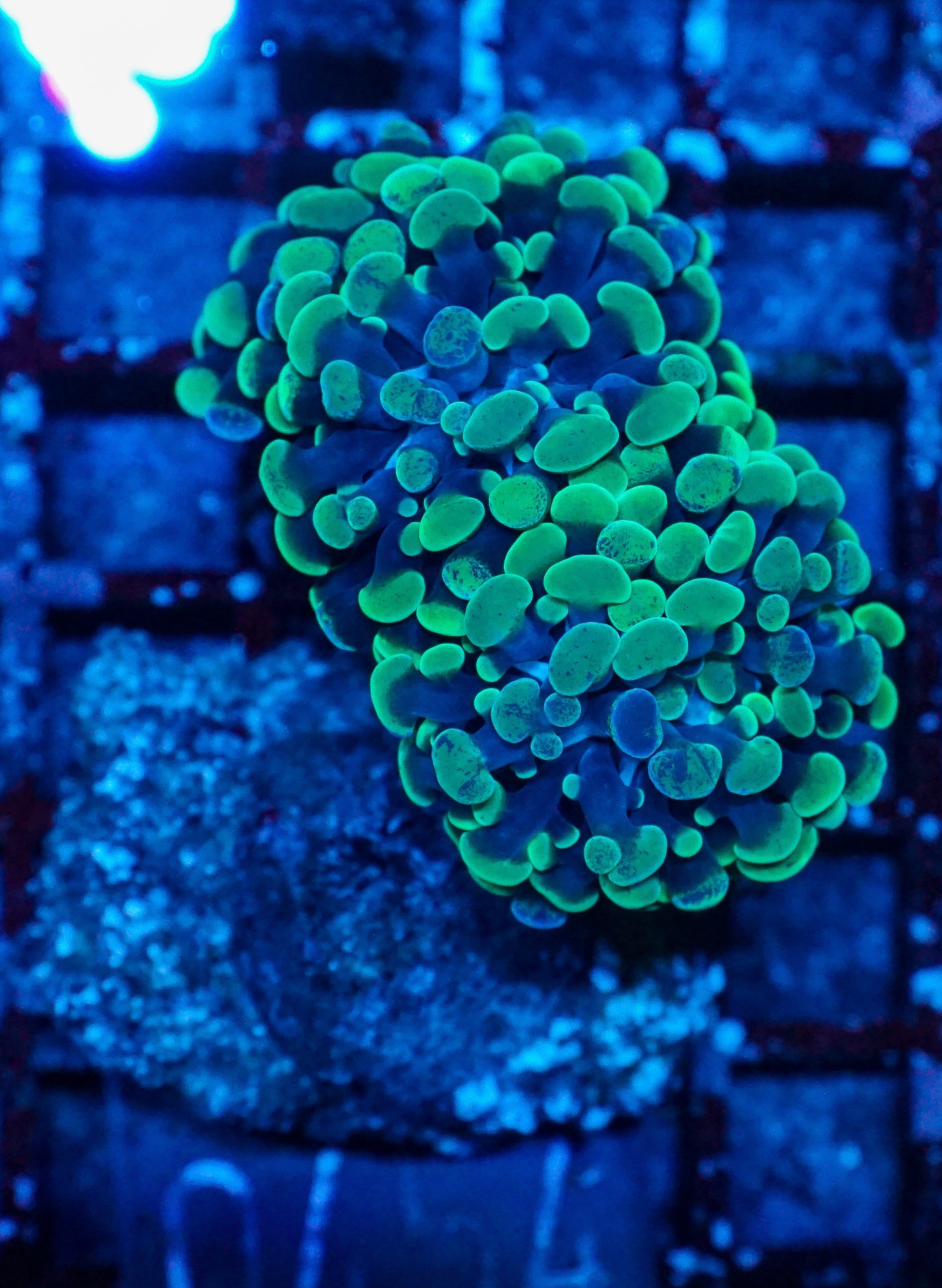 Euphyllia/Fimbriaphyllia paraancora