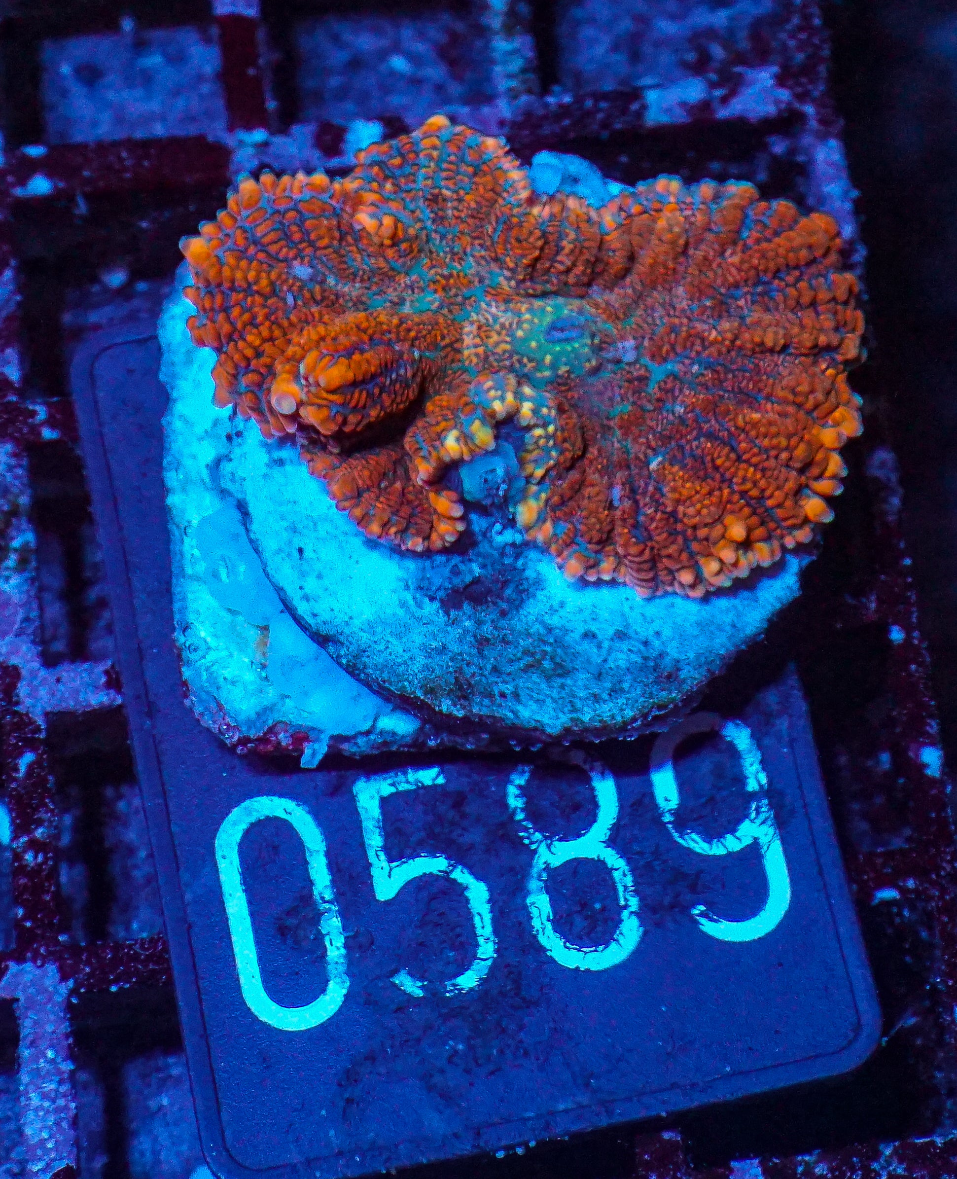 Rhodactis sp. "Tequila sunrise"